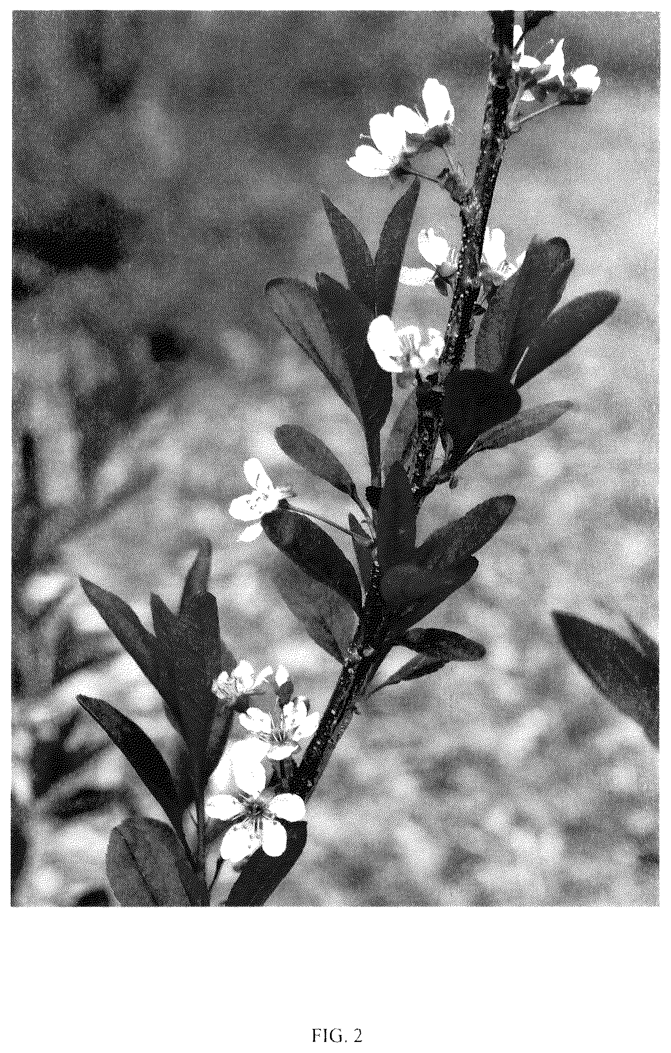 Patent USPP036173 Figure 2 – Prunus plant named ‘UCONNPCSDR’