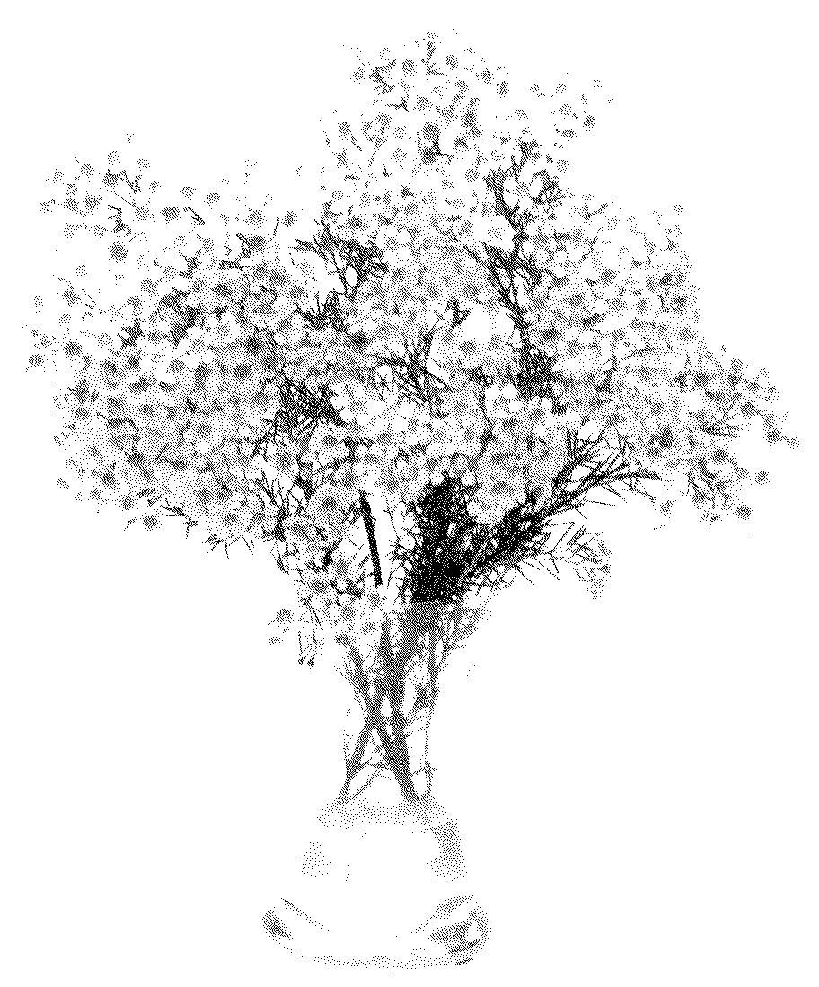 Patent USPP036174 Figure 1 – Chamelaucium plant named ‘MOON’