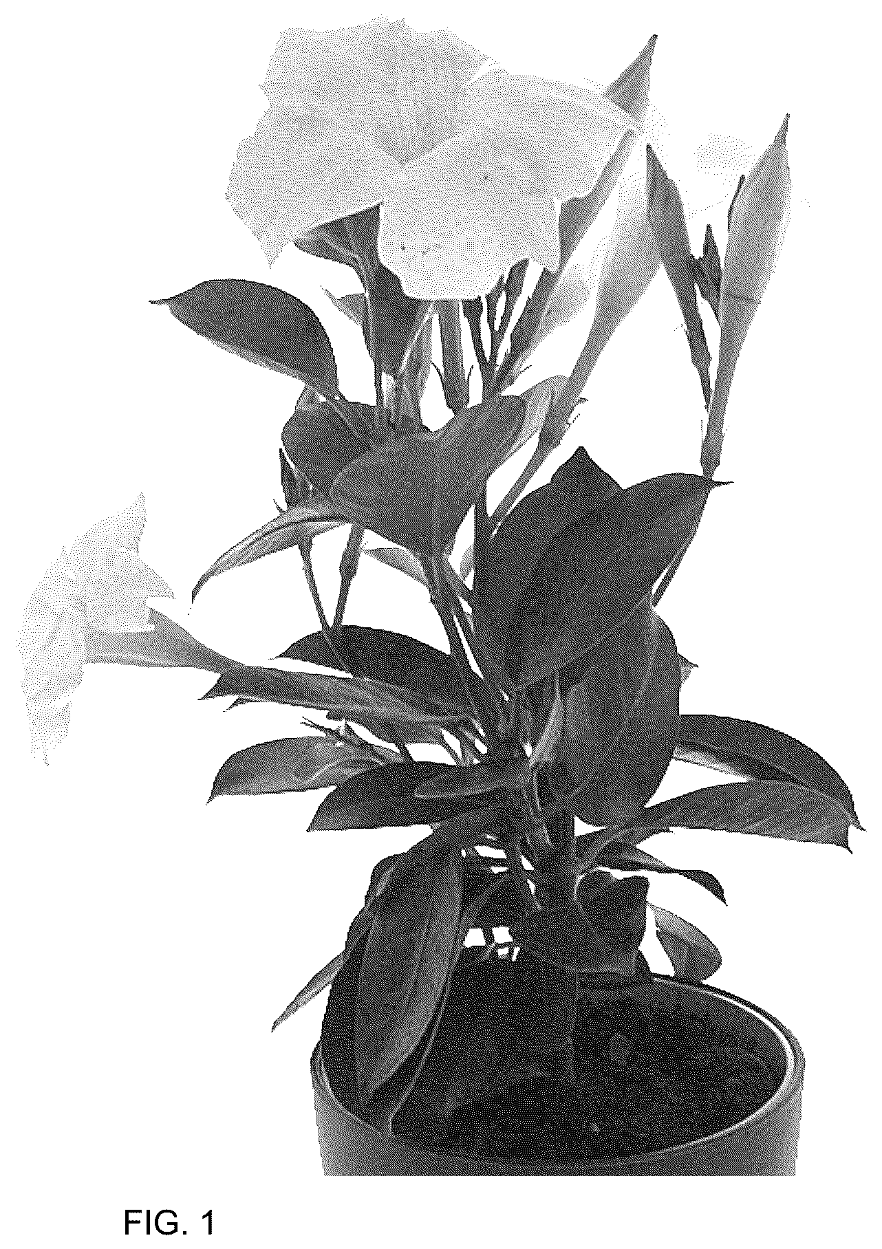 Patent USPP036175 Figure 1 – Mandevilla plant named ‘Bahwhite’