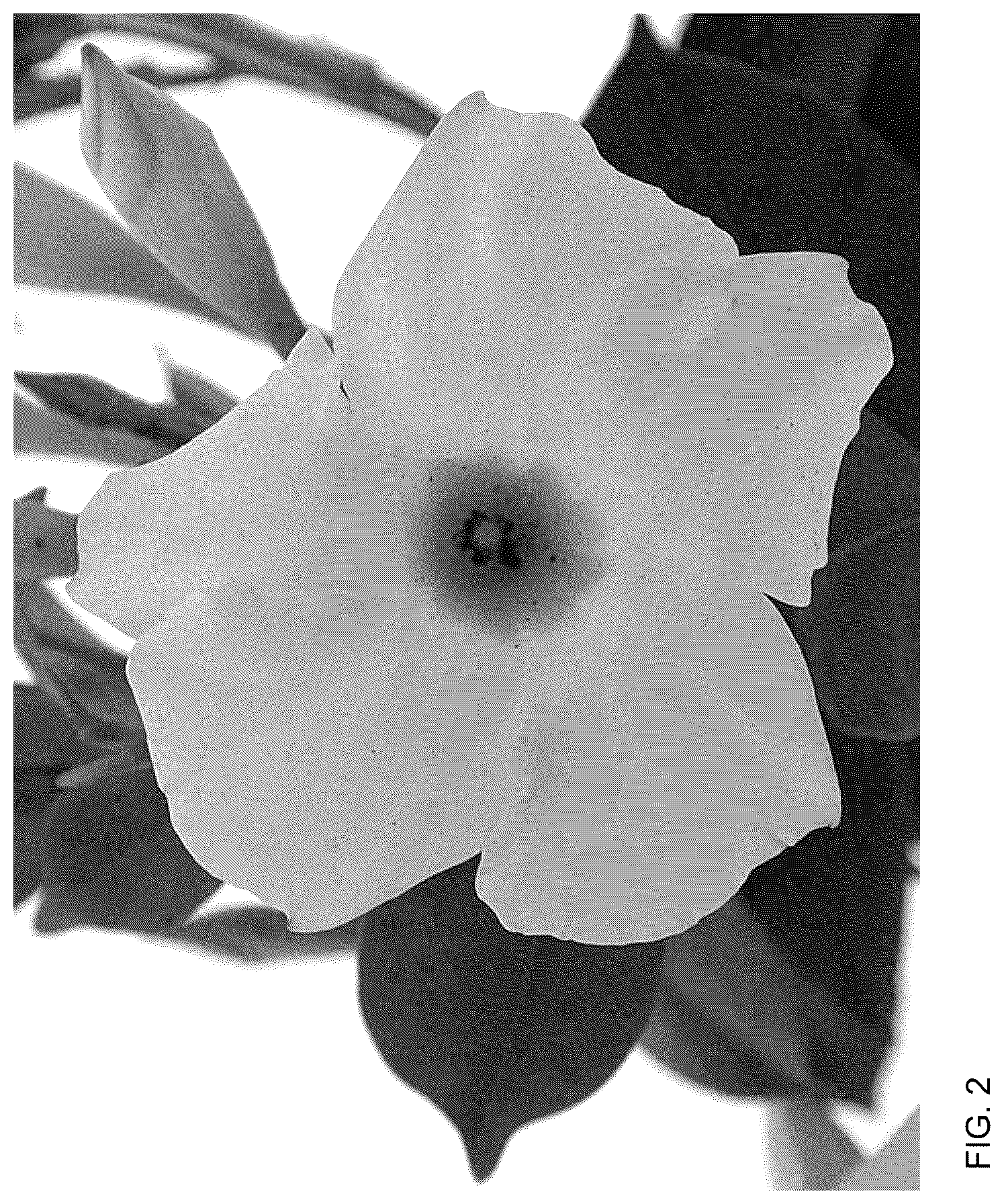Patent USPP036175 Figure 2 – Mandevilla plant named ‘Bahwhite’