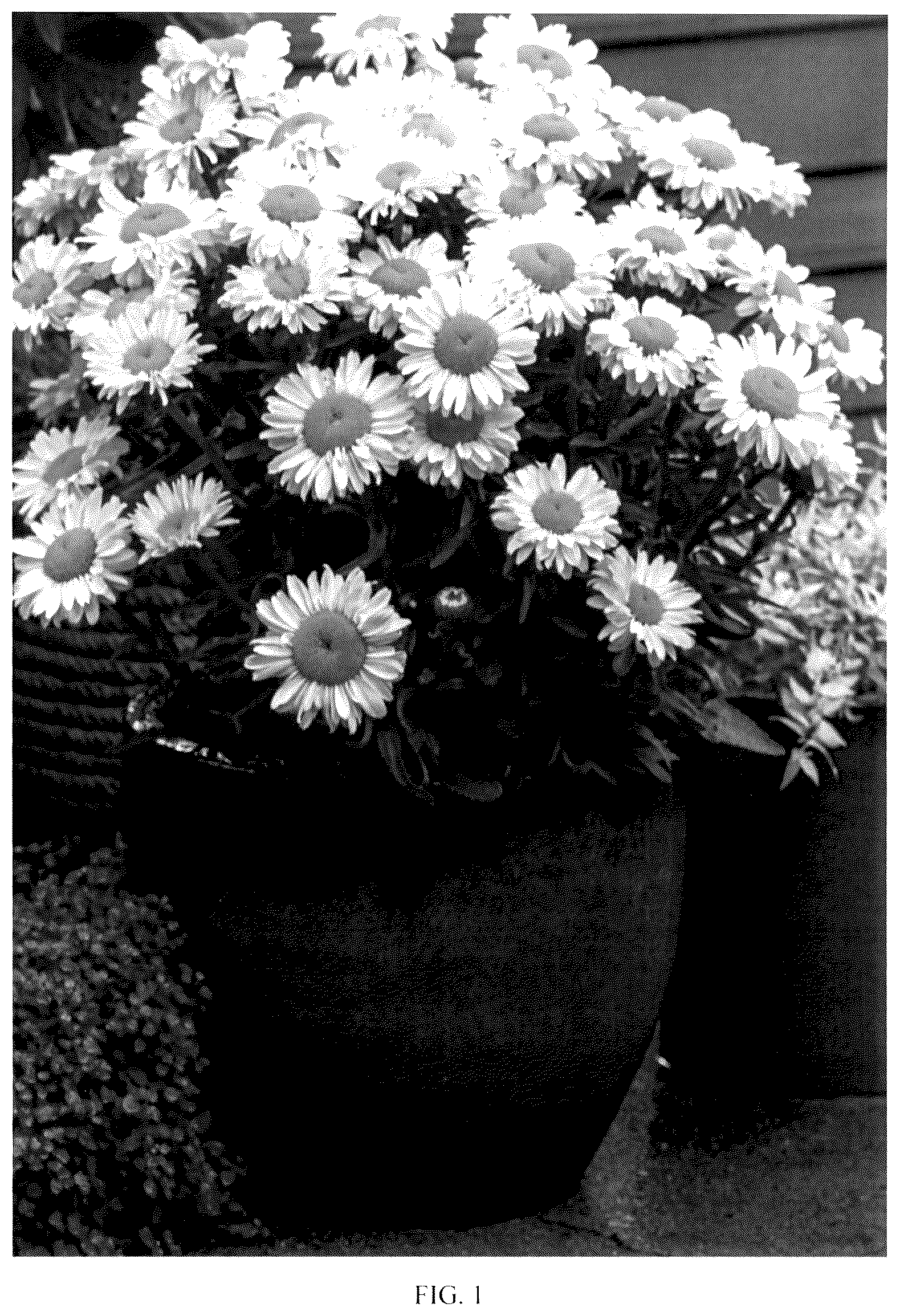 Patent USPP036176 Figure 1 – Leucanthemum plant named ‘Real Solar’