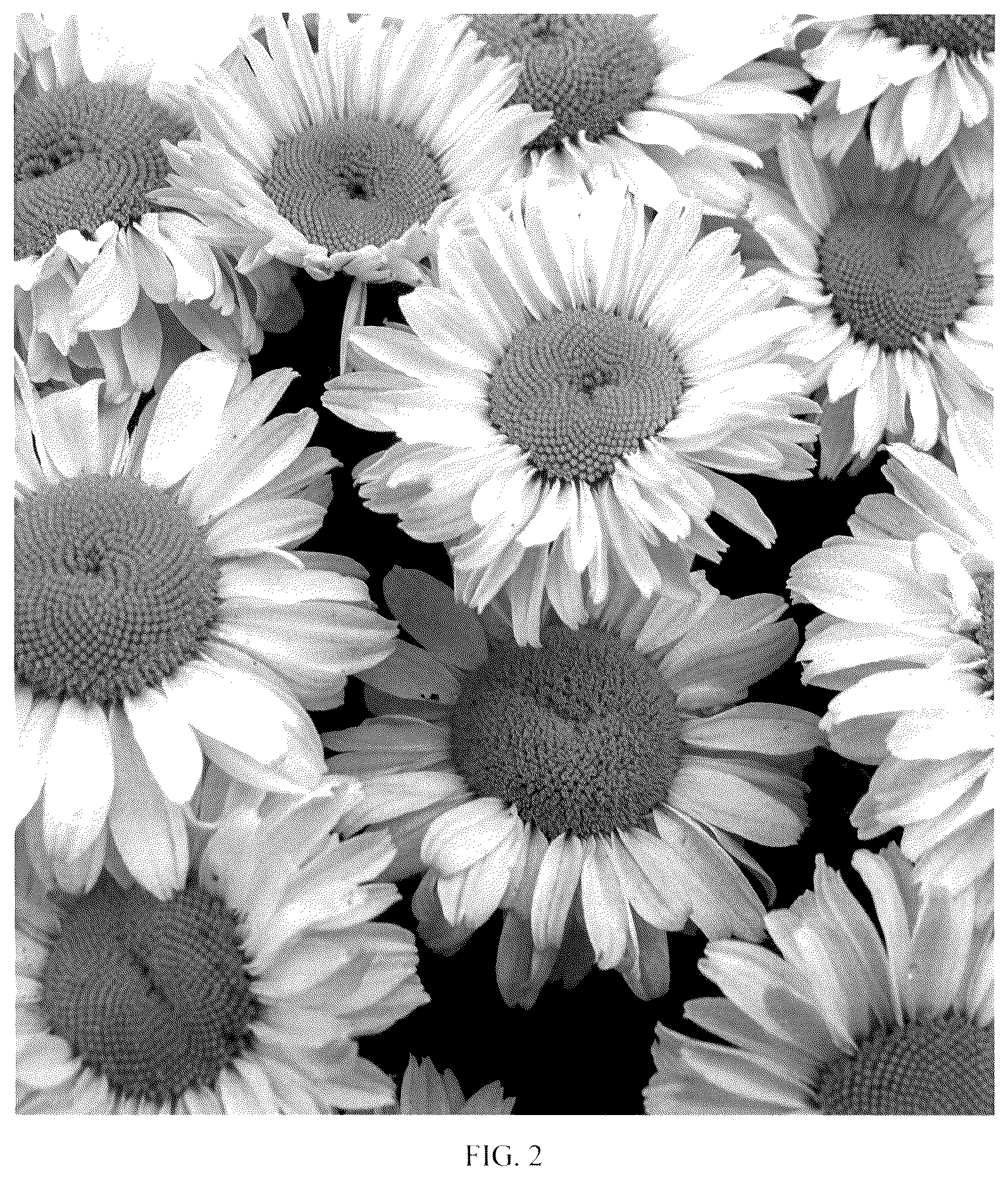 Patent USPP036176 Figure 2 – Leucanthemum plant named ‘Real Solar’