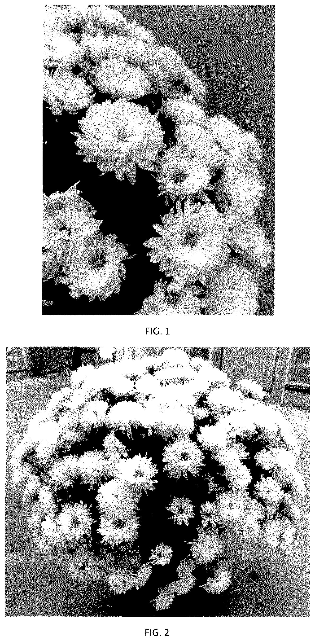 Patent USPP036177 Figure 1 – Chrysanthemum plant named ‘CIFZ0108’