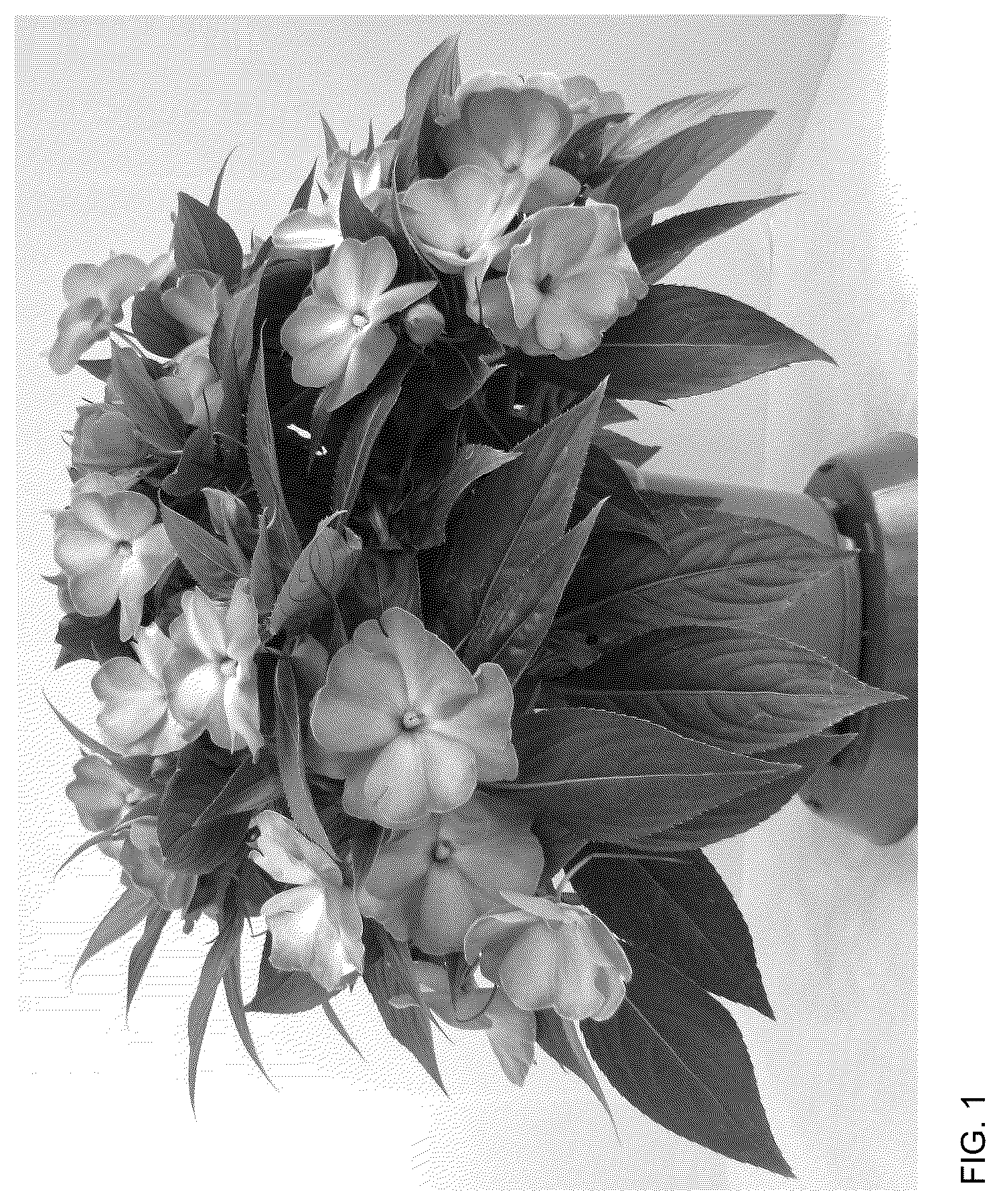 Patent USPP036178 Figure 1 – New Guinea Impatiens plant named ‘Dongipetpiswi’