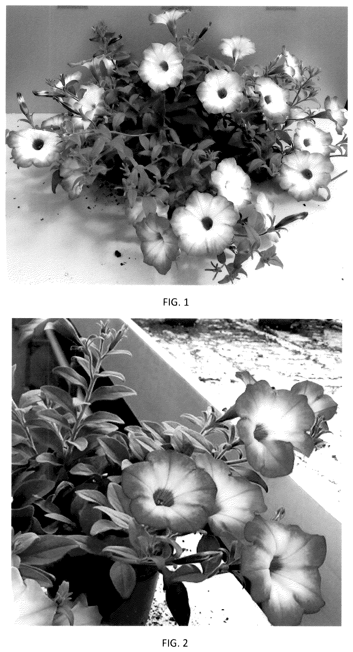 Patent USPP036179 Figure 1 – Petunia plant named ‘PEHY0083’