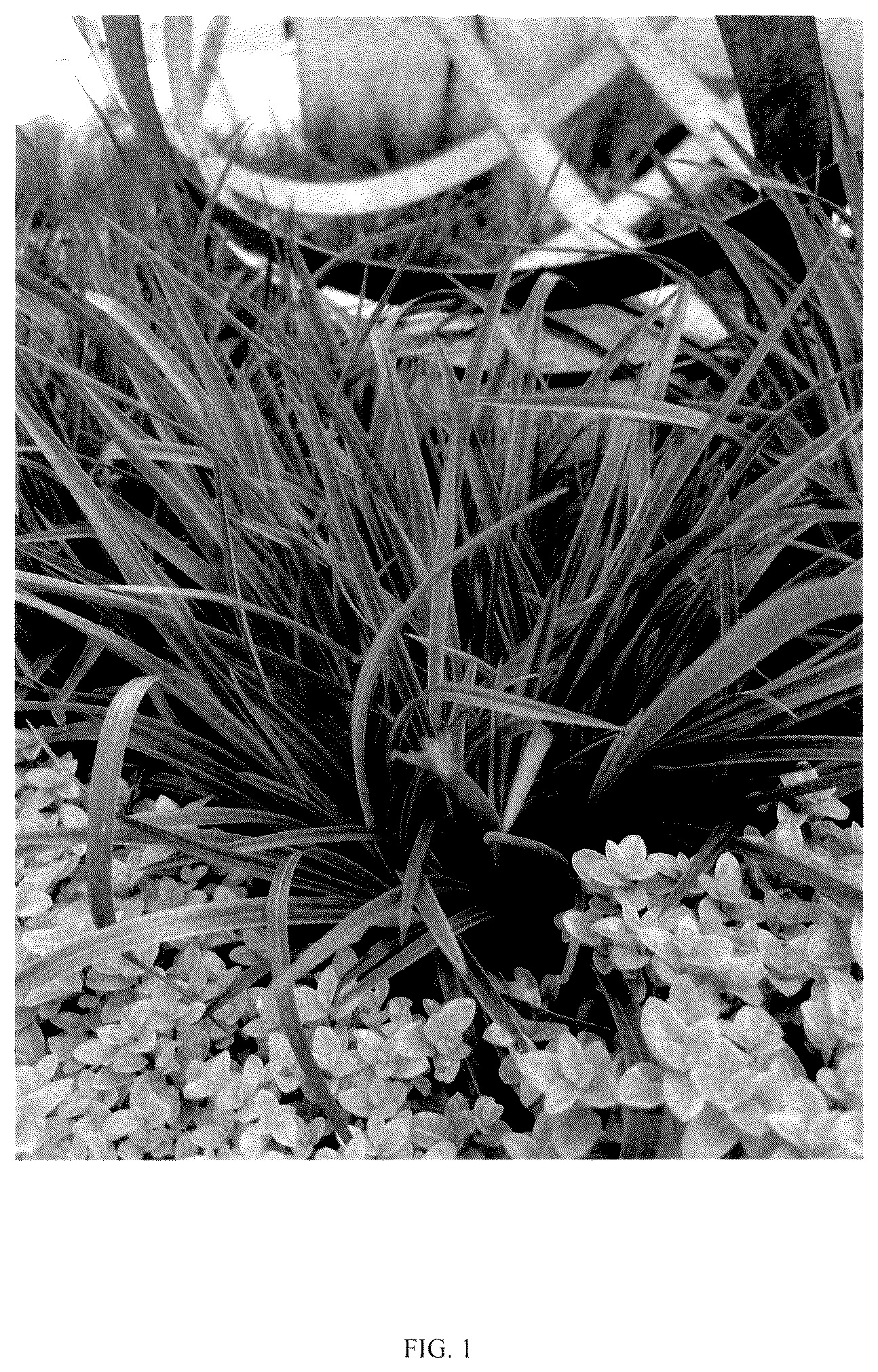 Patent USPP036180 — Phormium plant named ‘KFPHPM18’ — Figure 1