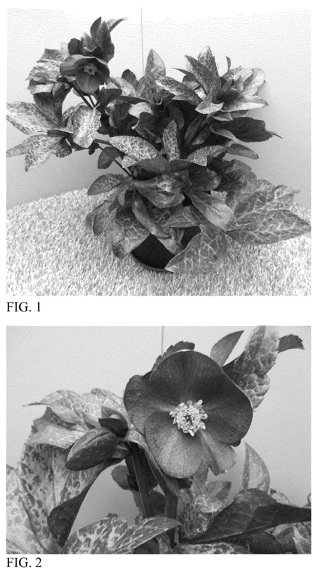Patent USPP036181 Figure 1 – Helleborus plant named ‘HM 1216’