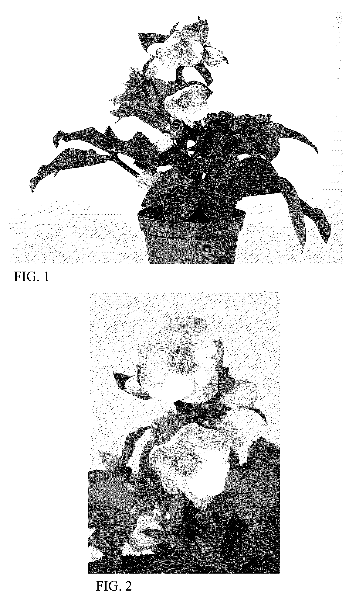 Patent USPP036182 Figure 1 – Helleborus plant named ‘HG 1414’