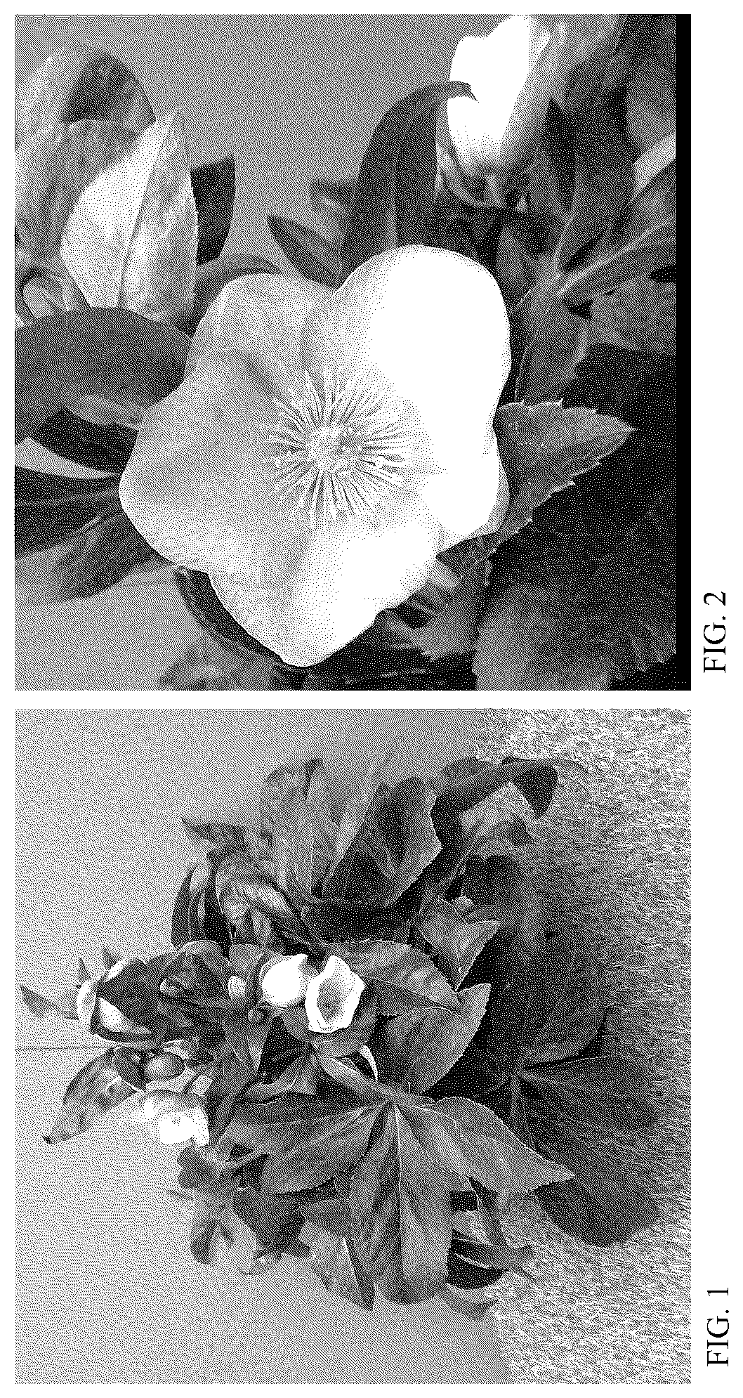 Patent USPP036183 Figure 1 – Helleborus plant named ‘HF 1112’