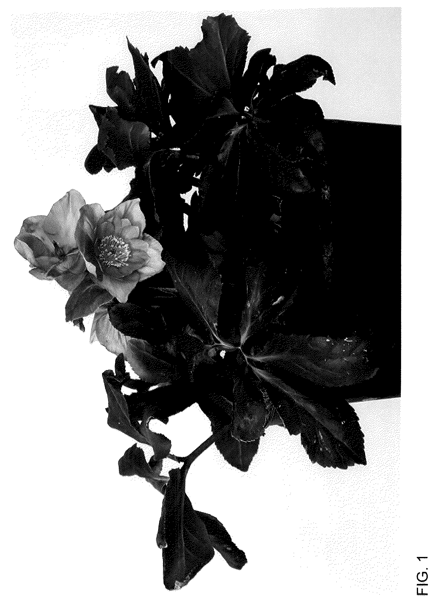 Patent USPP036184 Figure 1 – Helleborus plant named ‘HL 1016’