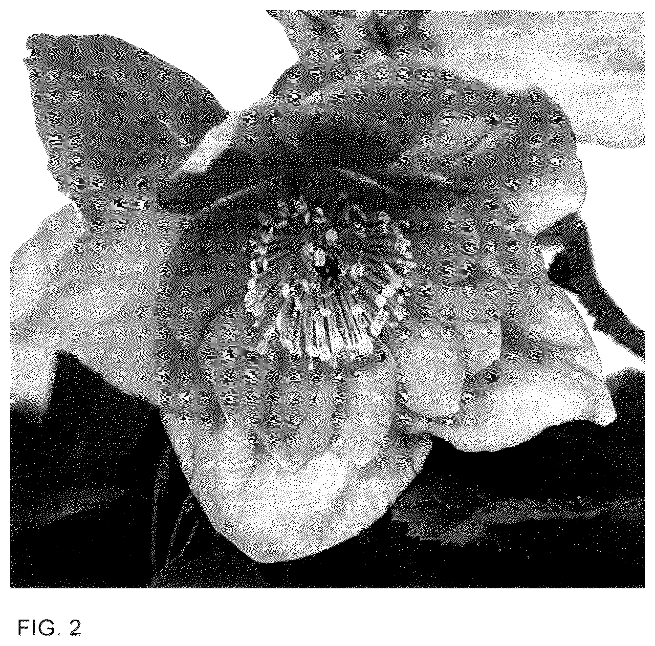 Patent USPP036184 Figure 2 – Helleborus plant named ‘HL 1016’