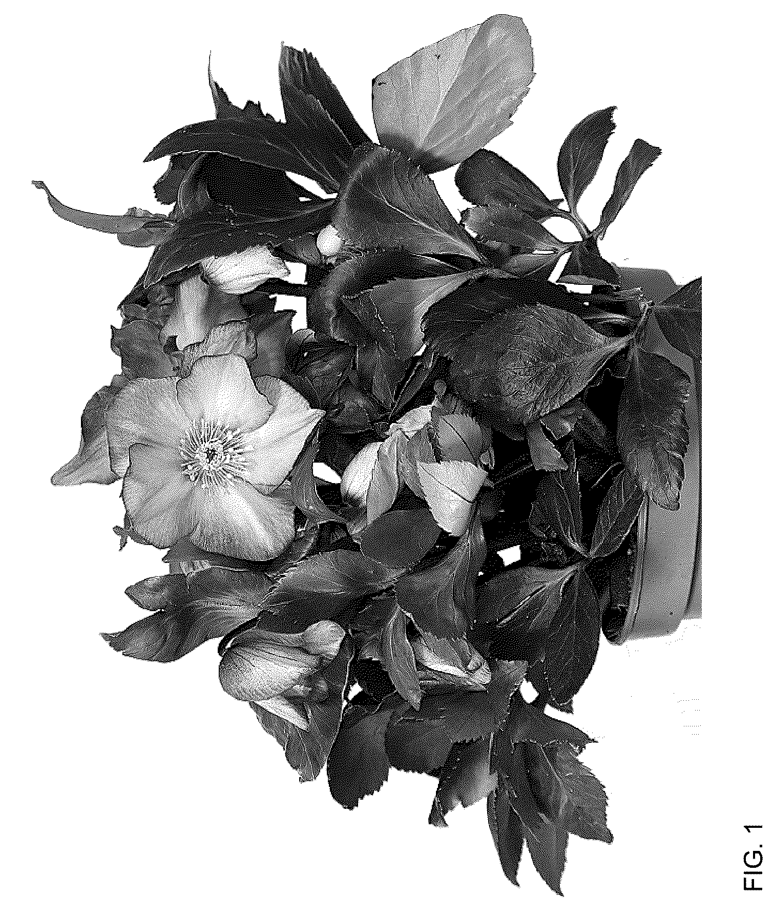 Patent USPP036185 Figure 1 – Helleborus plant named ‘HL 1040’