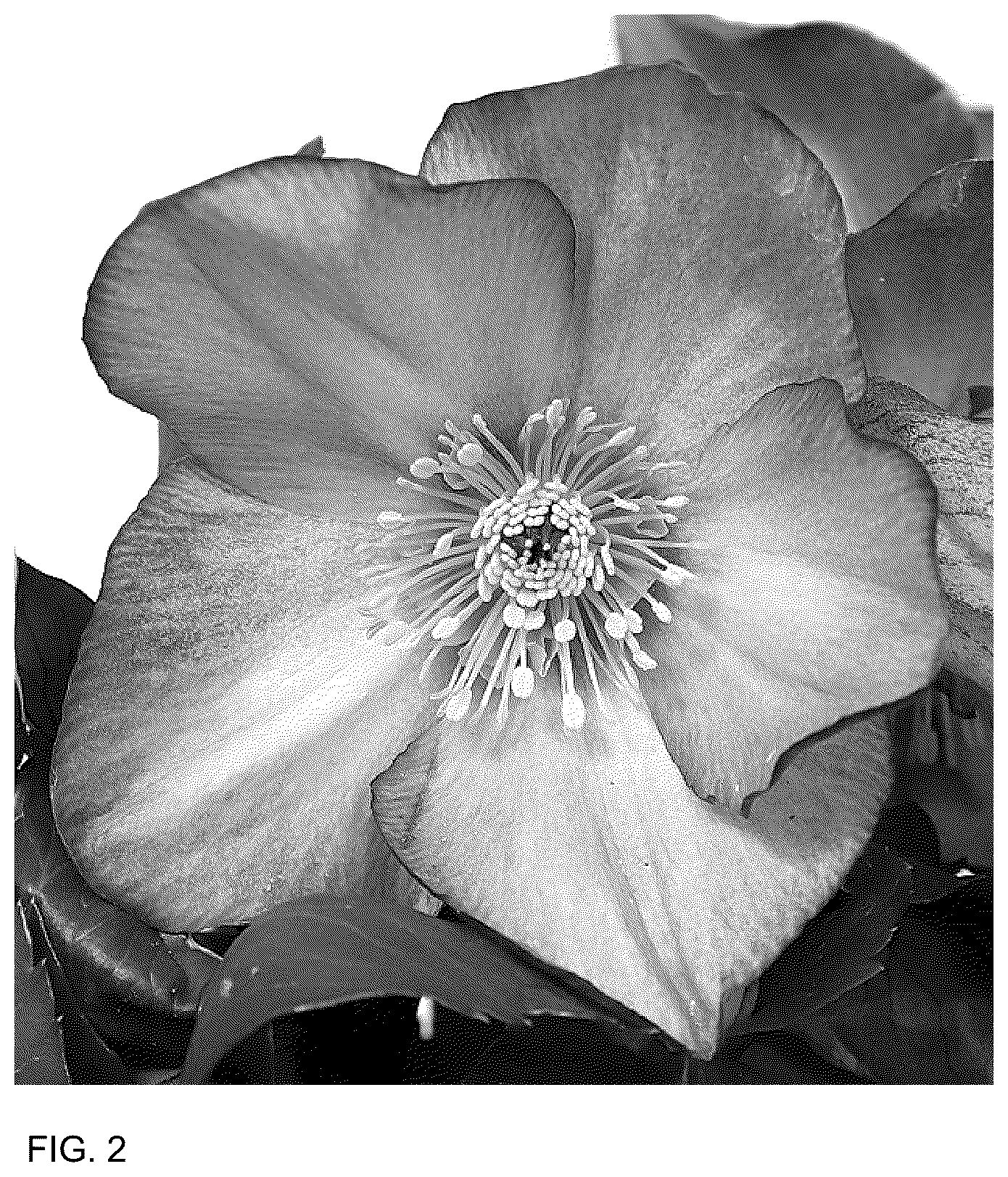 Patent USPP036185 Figure 2 – Helleborus plant named ‘HL 1040’