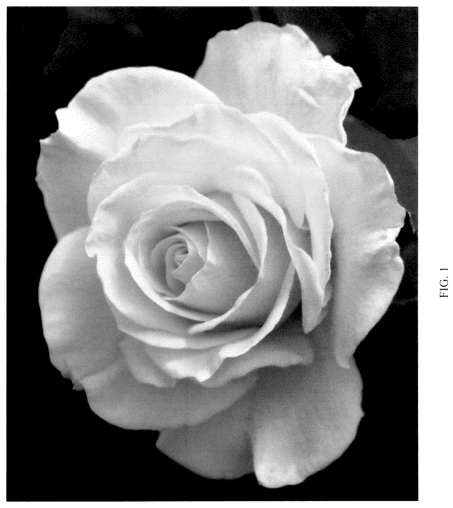 Patent USPP036227 Figure 1 – Floribunda rose named ‘ALTsunflower’