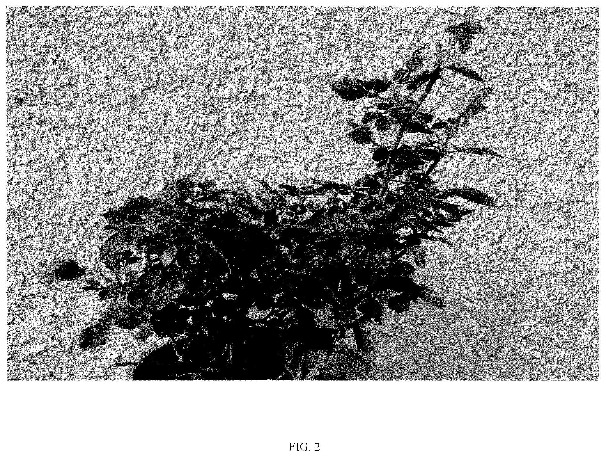 Patent USPP036227 Figure 2 – Floribunda rose named ‘ALTsunflower’