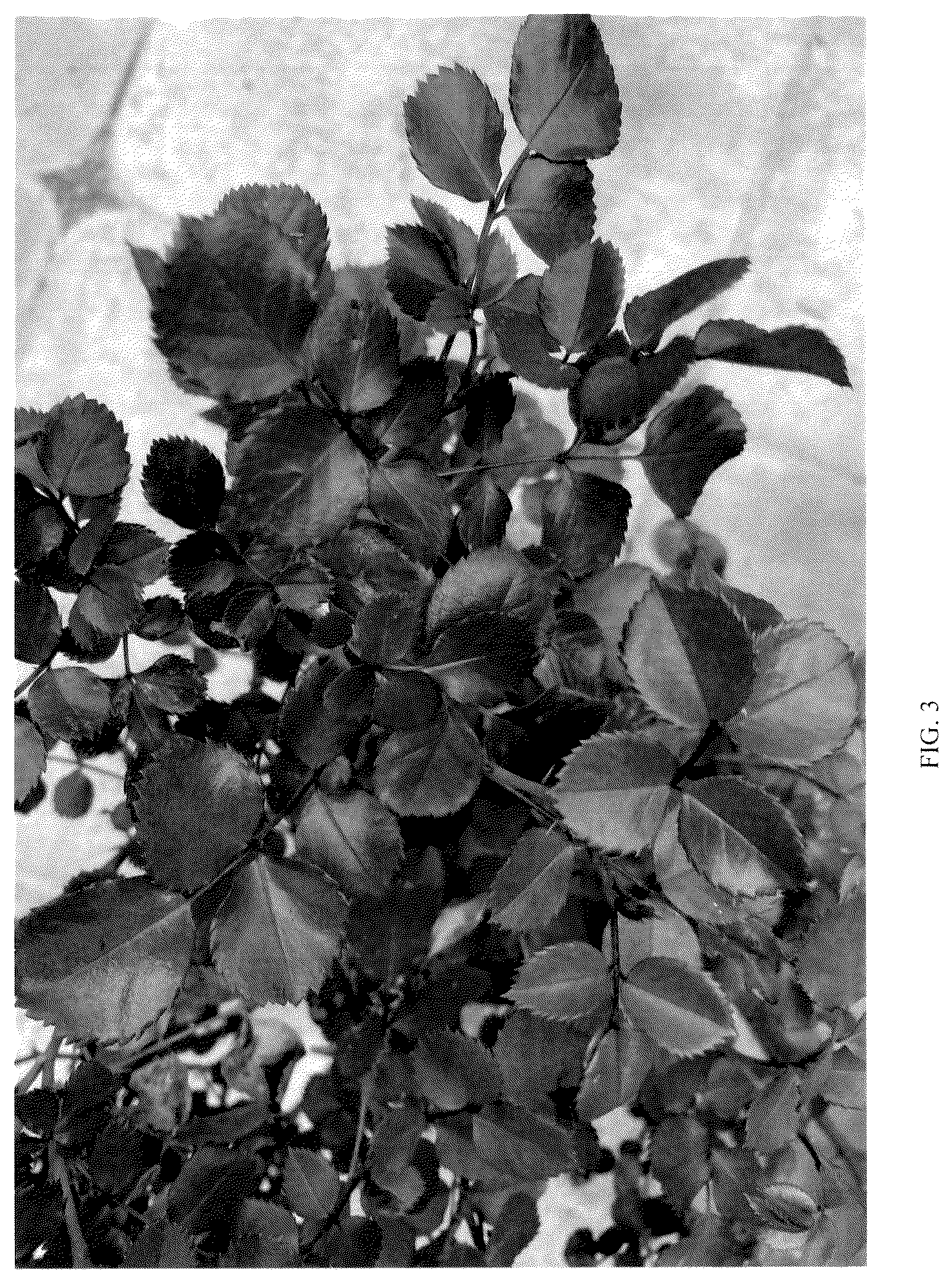 Patent USPP036227 Figure 3 – Floribunda rose named ‘ALTsunflower’