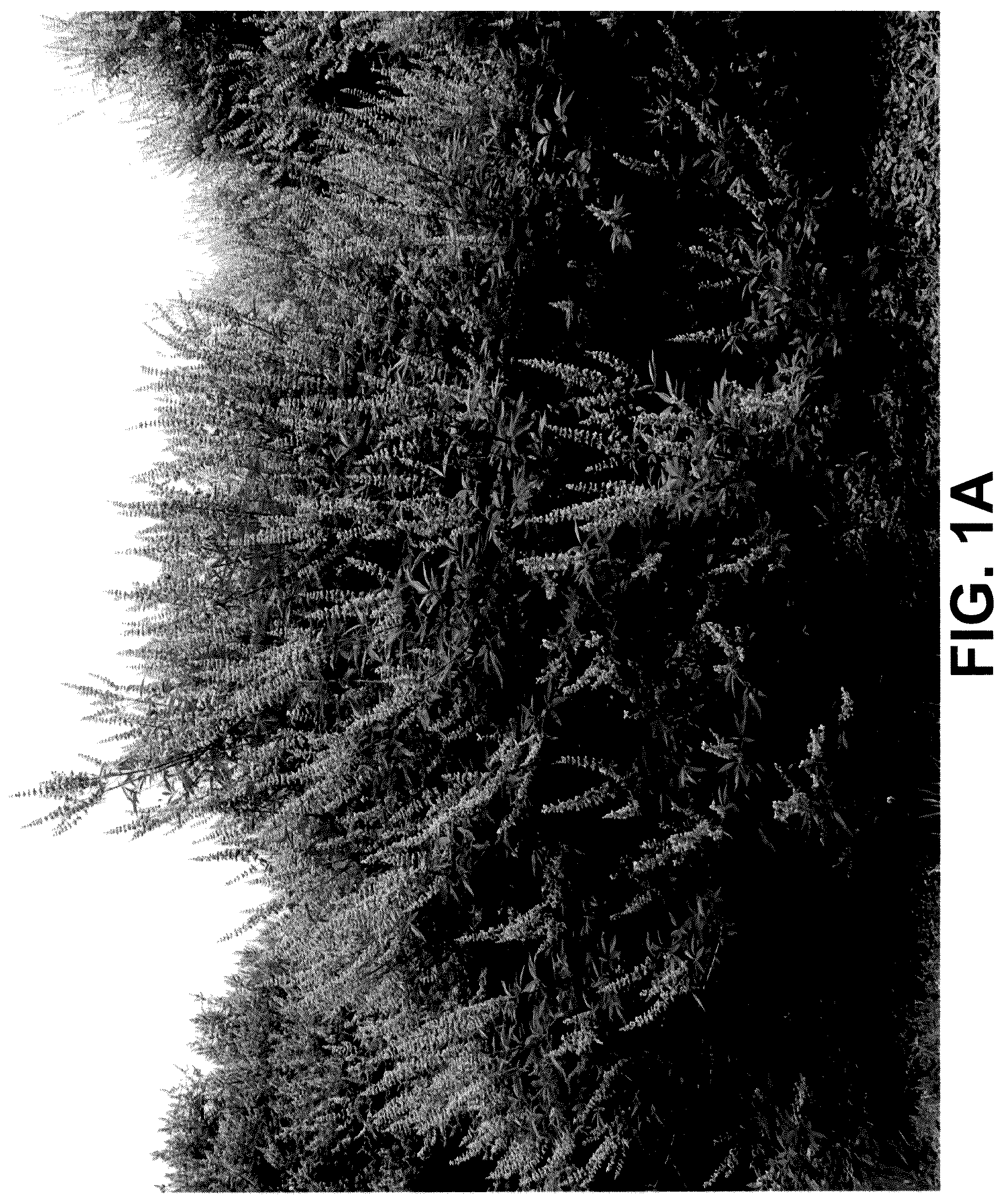 Patent USPP036228 — Vitex plant named ‘V12-2-1’ — Figure 1