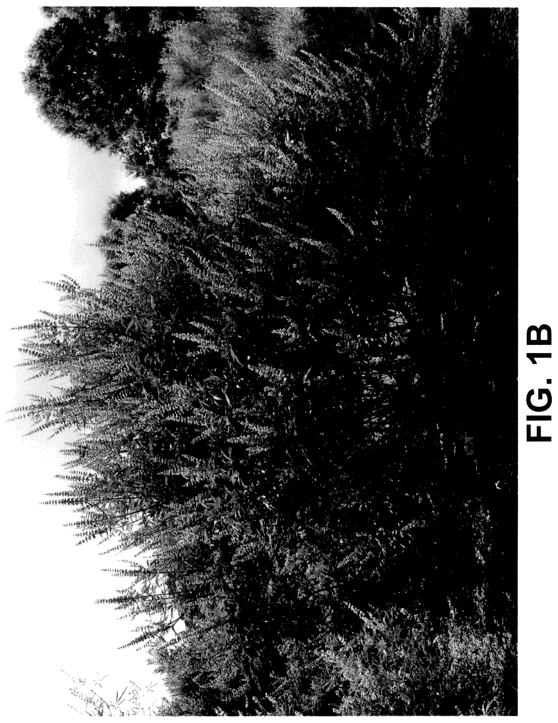 Patent USPP036228 Figure 2 – Vitex plant named ‘V12-2-1’