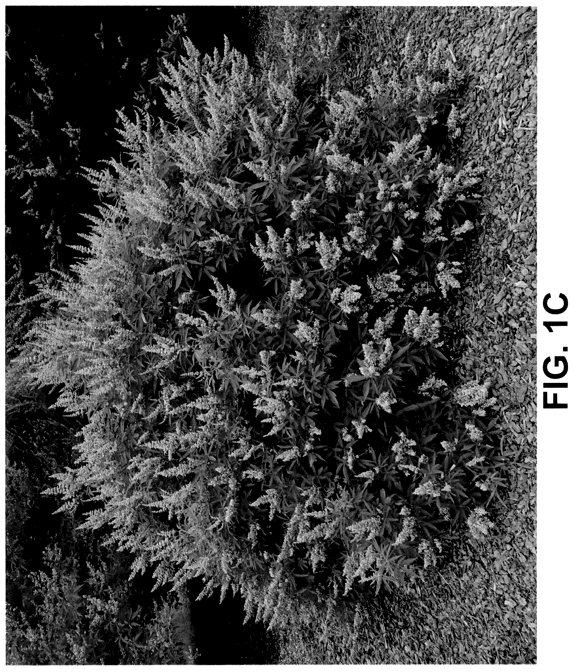 Patent USPP036228 Figure 3 – Vitex plant named ‘V12-2-1’