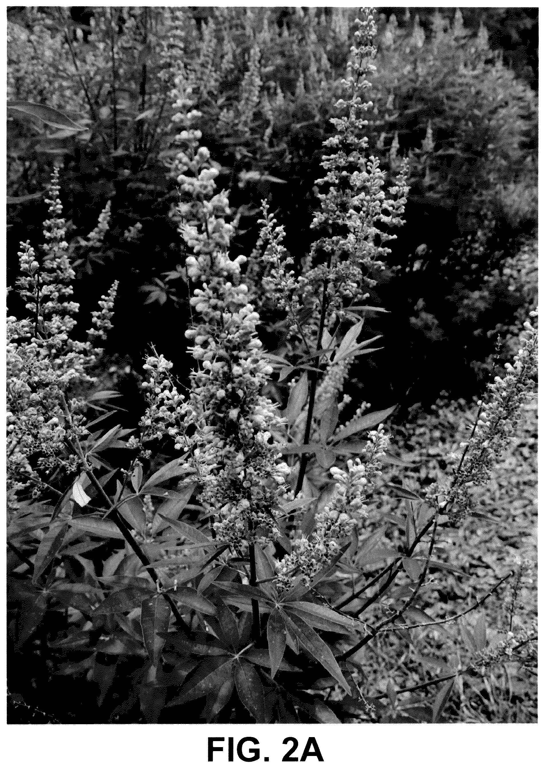 Patent USPP036228 Figure 4 – Vitex plant named ‘V12-2-1’