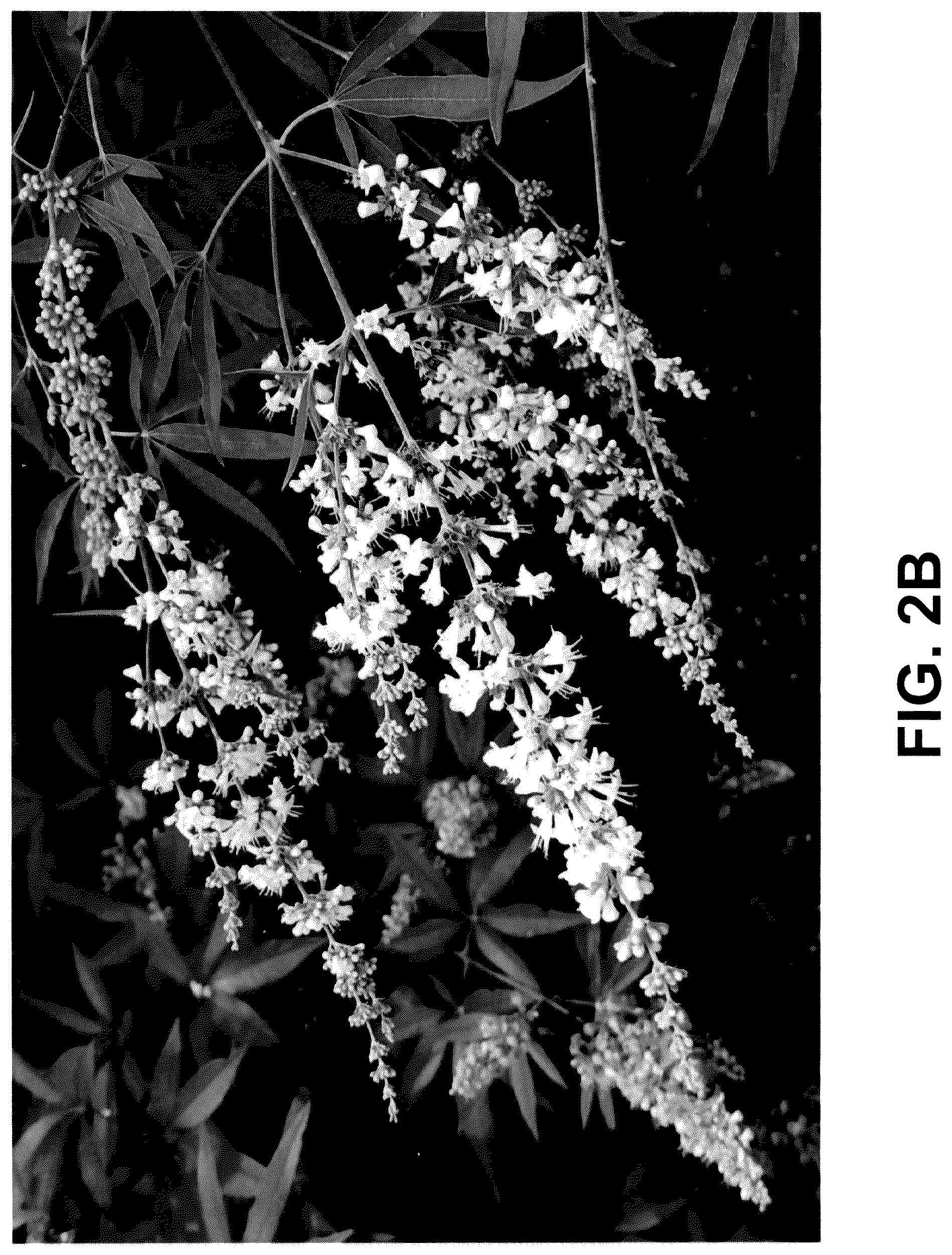 Patent USPP036228 Figure 5 – Vitex plant named ‘V12-2-1’