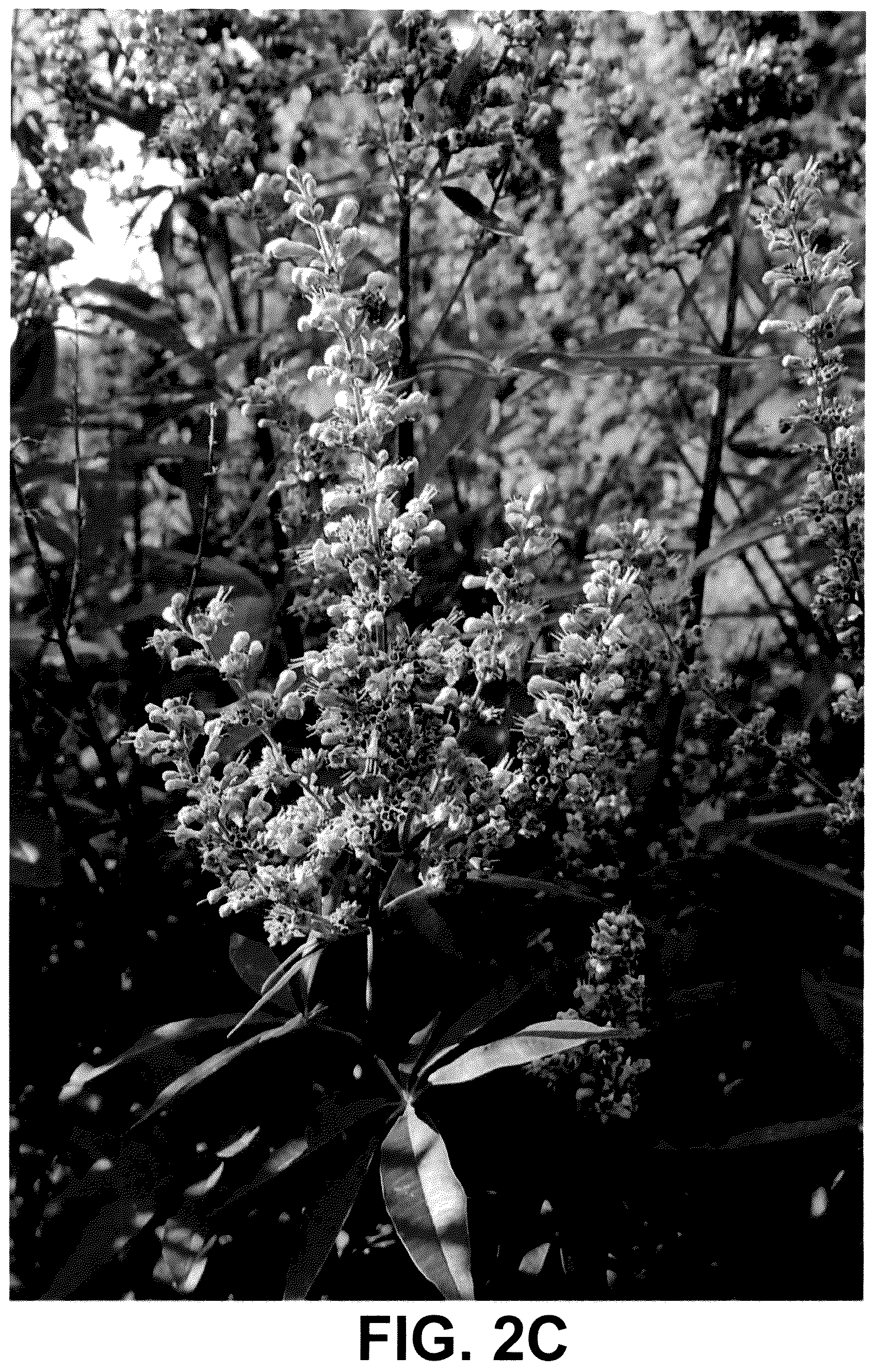 Patent USPP036228 Figure 6 – Vitex plant named ‘V12-2-1’