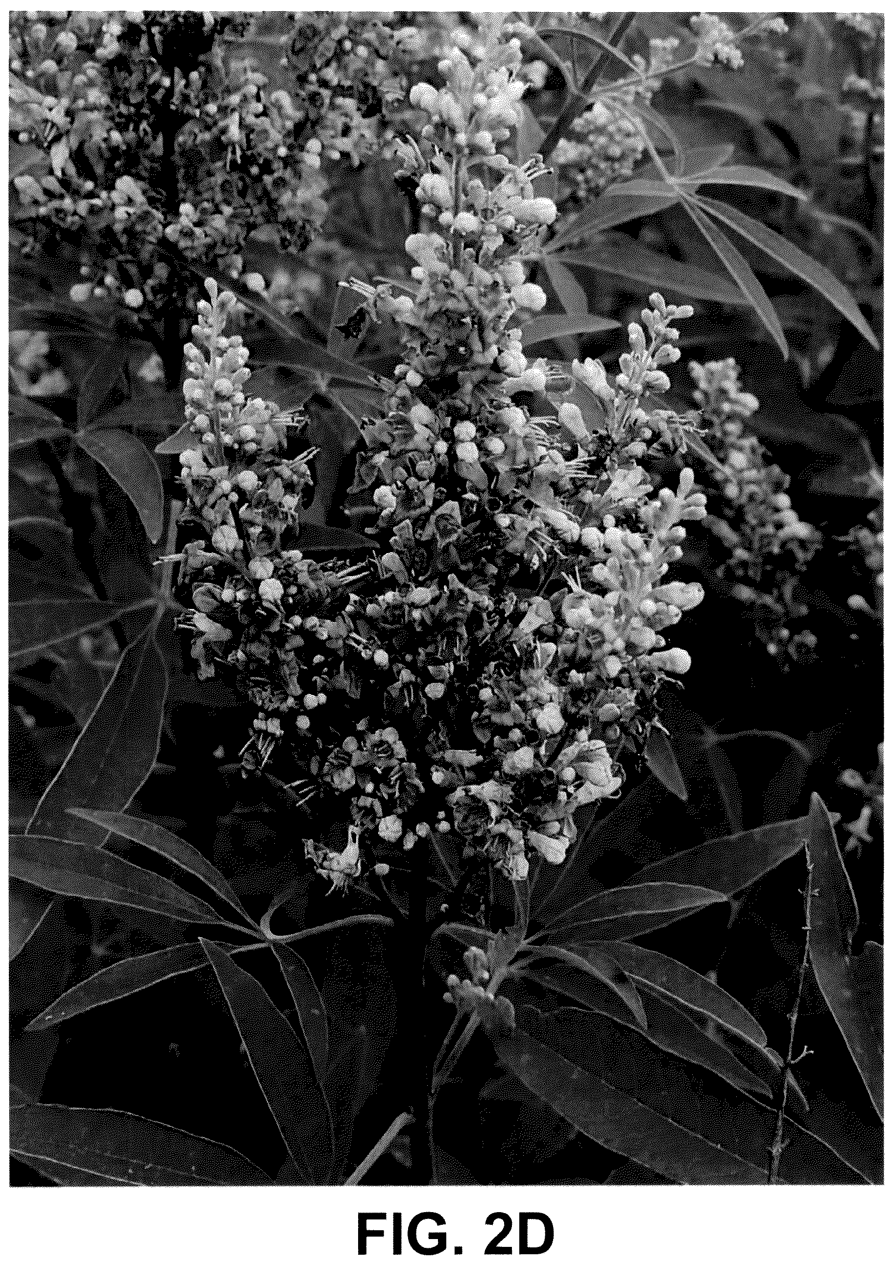 Patent USPP036228 Figure 7 – Vitex plant named ‘V12-2-1’