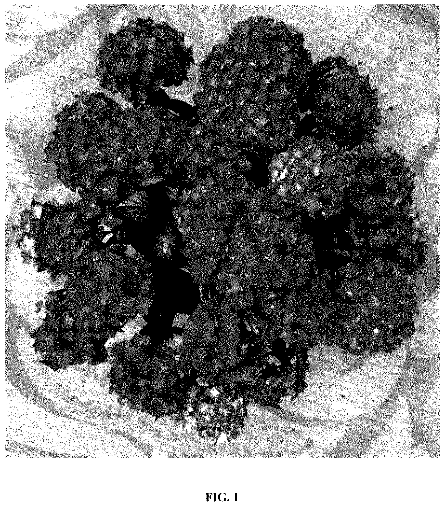 Patent USPP036229 Figure 1 – Hydrangea plant named ‘Hokomadraq’