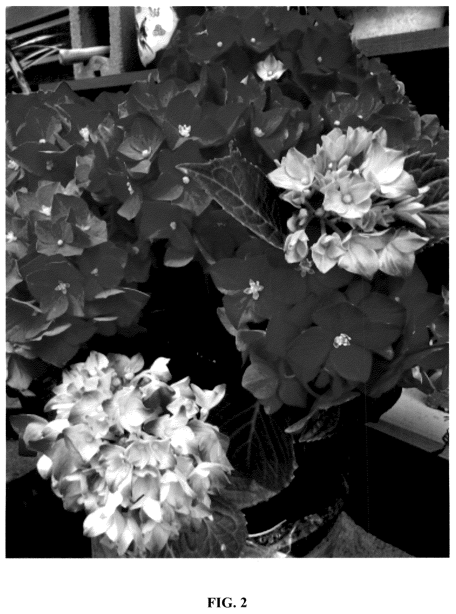 Patent USPP036229 Figure 2 – Hydrangea plant named ‘Hokomadraq’