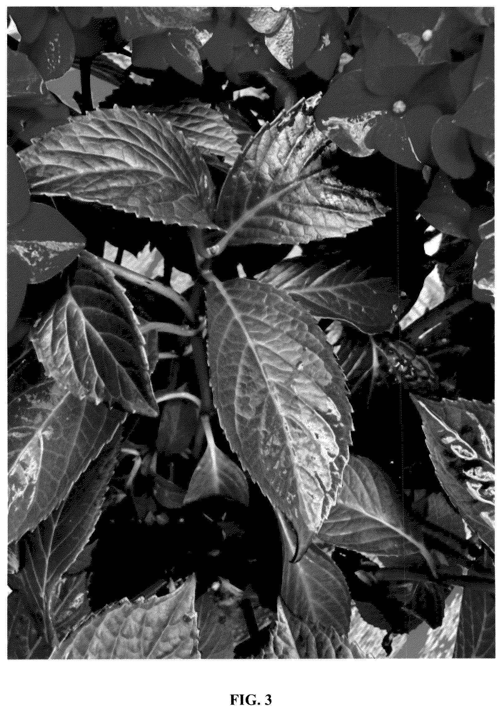 Patent USPP036229 Figure 3 – Hydrangea plant named ‘Hokomadraq’