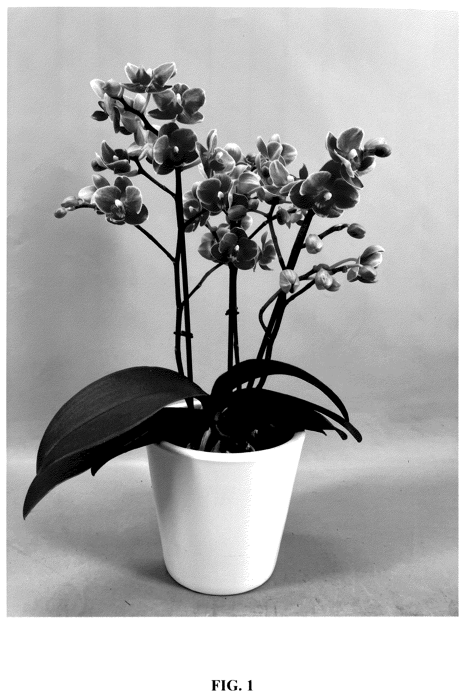 Patent USPP036230 — Phalaenopsis orchid plant named ‘PHA279943’ — Figure 1