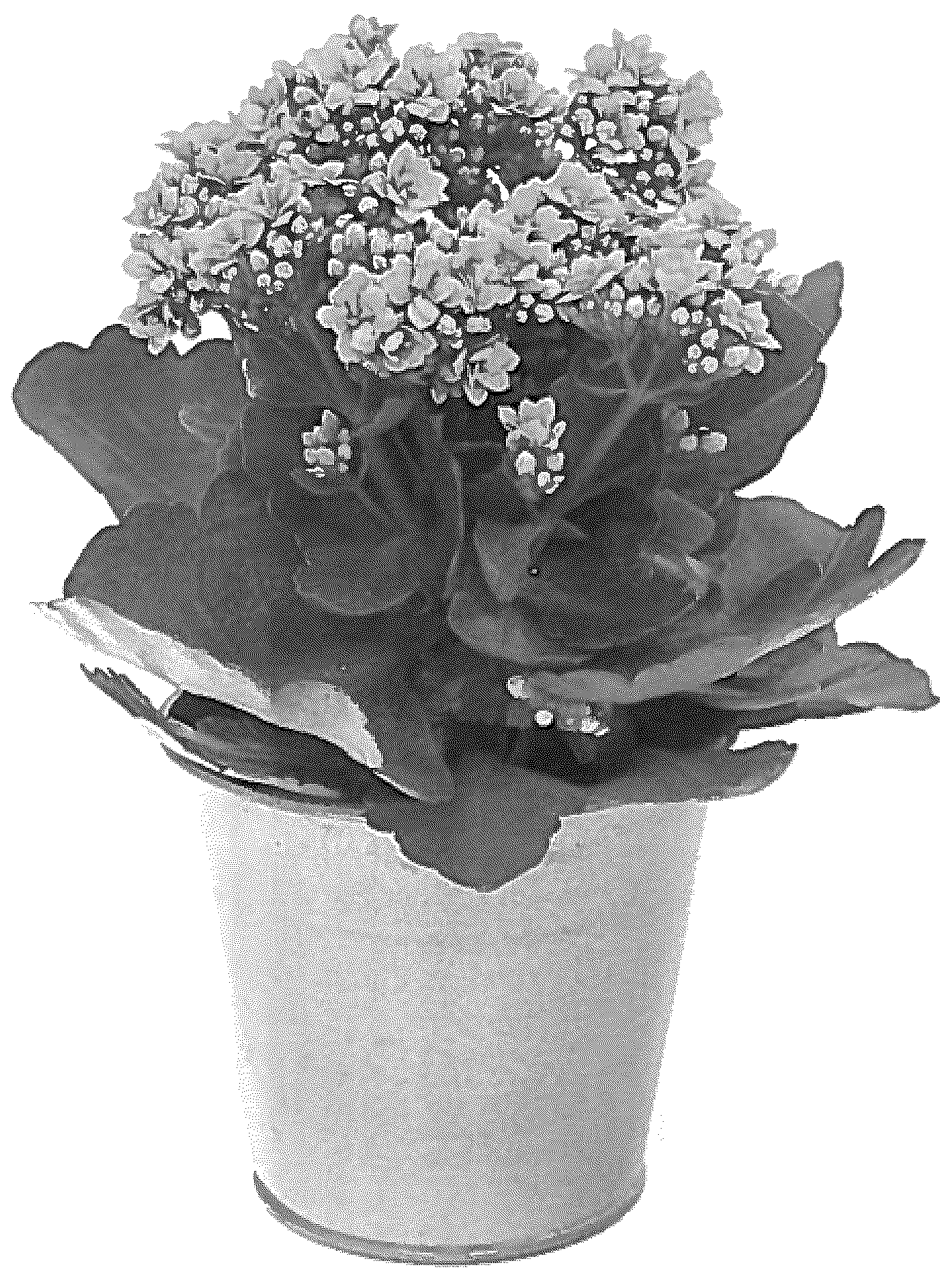Patent USPP036231 — Kalanchoe plant named ‘KLEKB20035’ — Figure 1