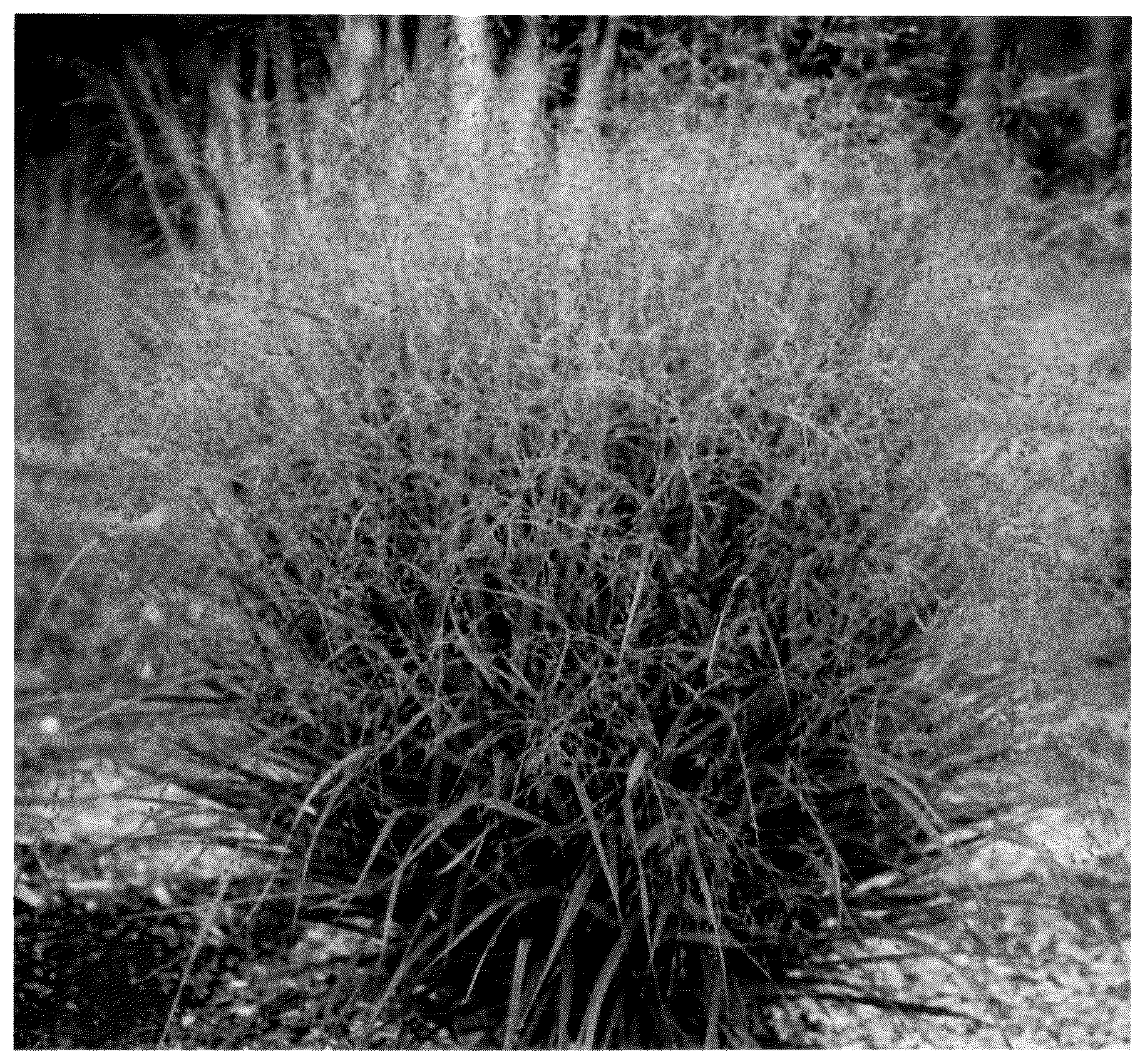 Patent USPP036232 — Panicum plant named ‘Nondee’ — Figure 1