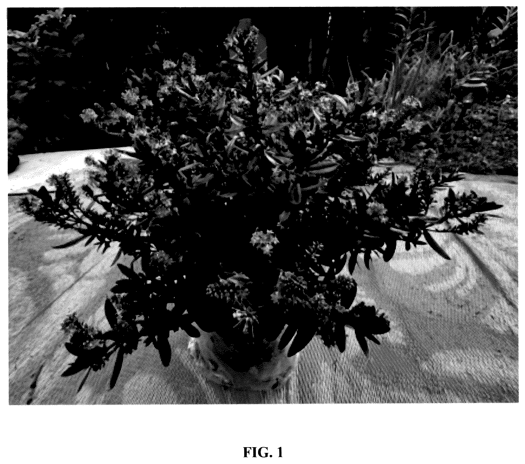 Patent USPP036248 Figure 1 – Hebe plant named ‘IB 605-2’