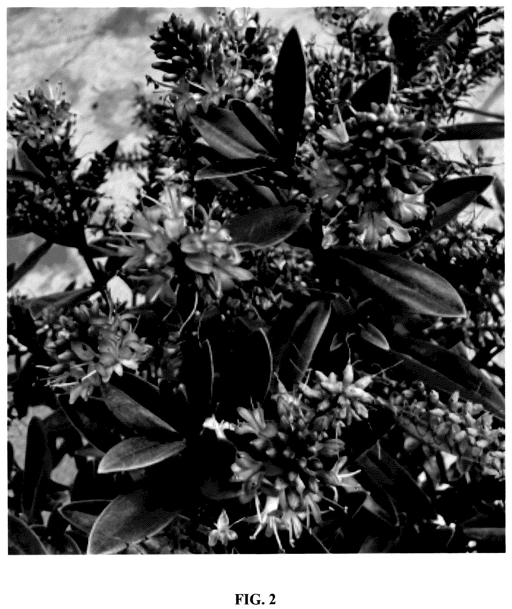 Patent USPP036248 Figure 2 – Hebe plant named ‘IB 605-2’