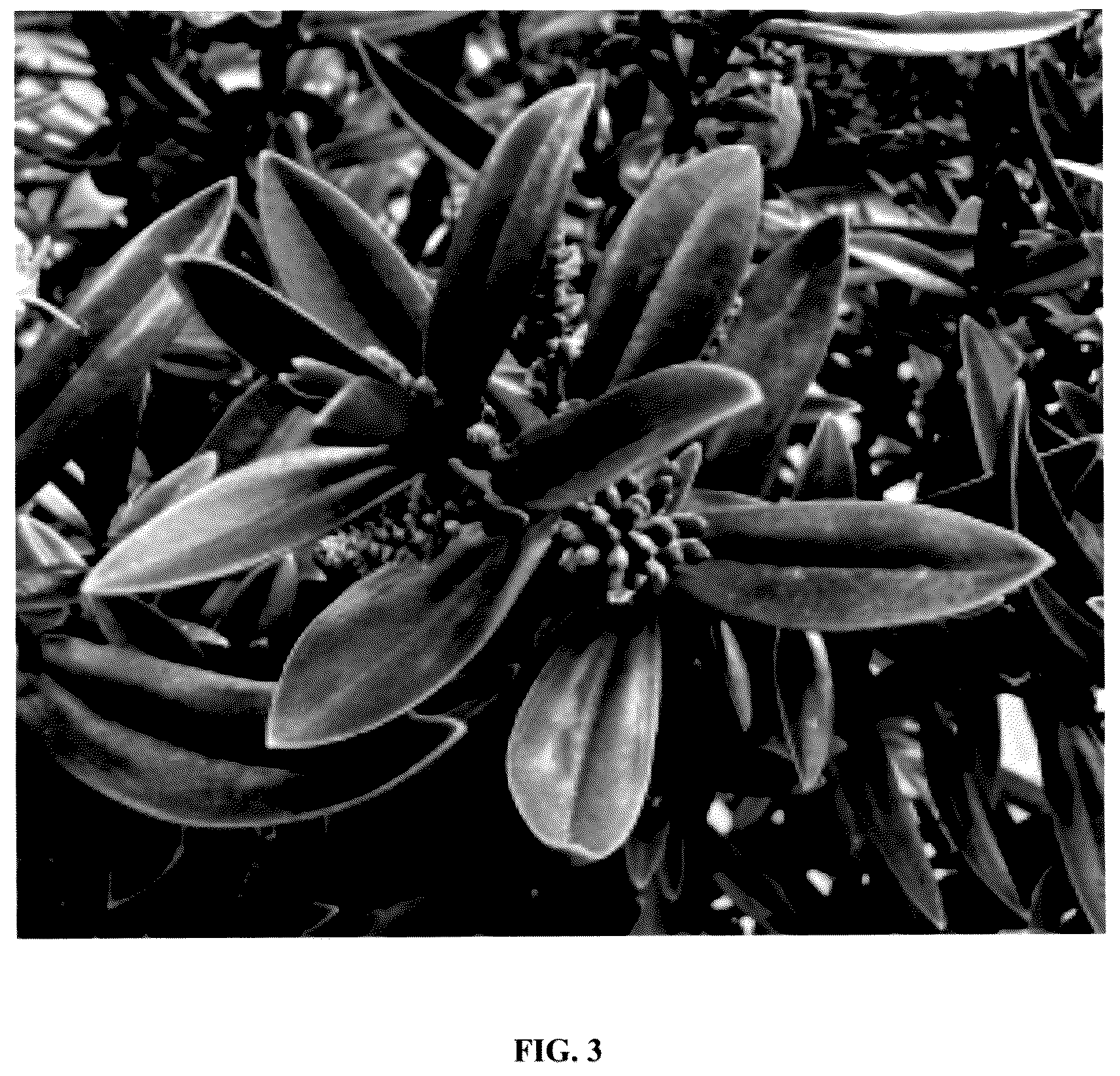 Patent USPP036248 Figure 3 – Hebe plant named ‘IB 605-2’