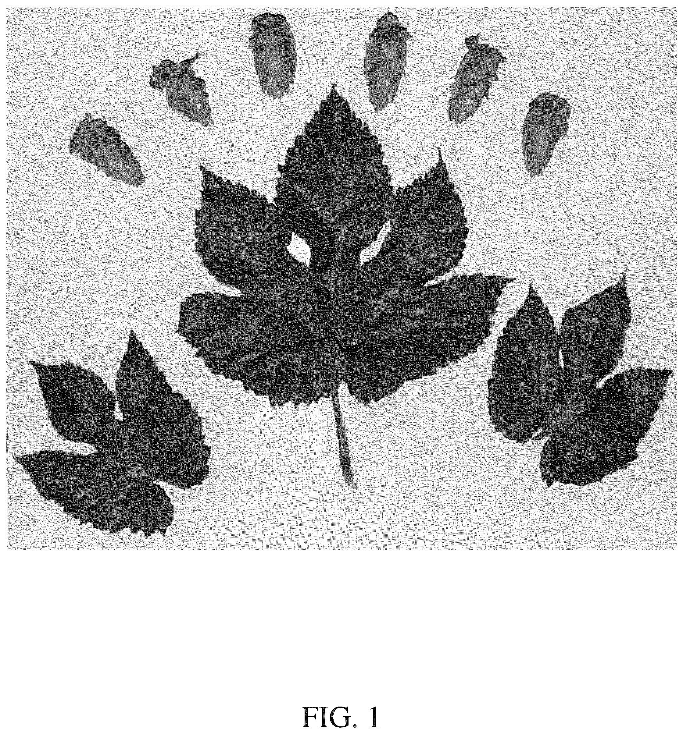 Patent USPP036249 Figure 1 – Hop plant named ‘HS15619’