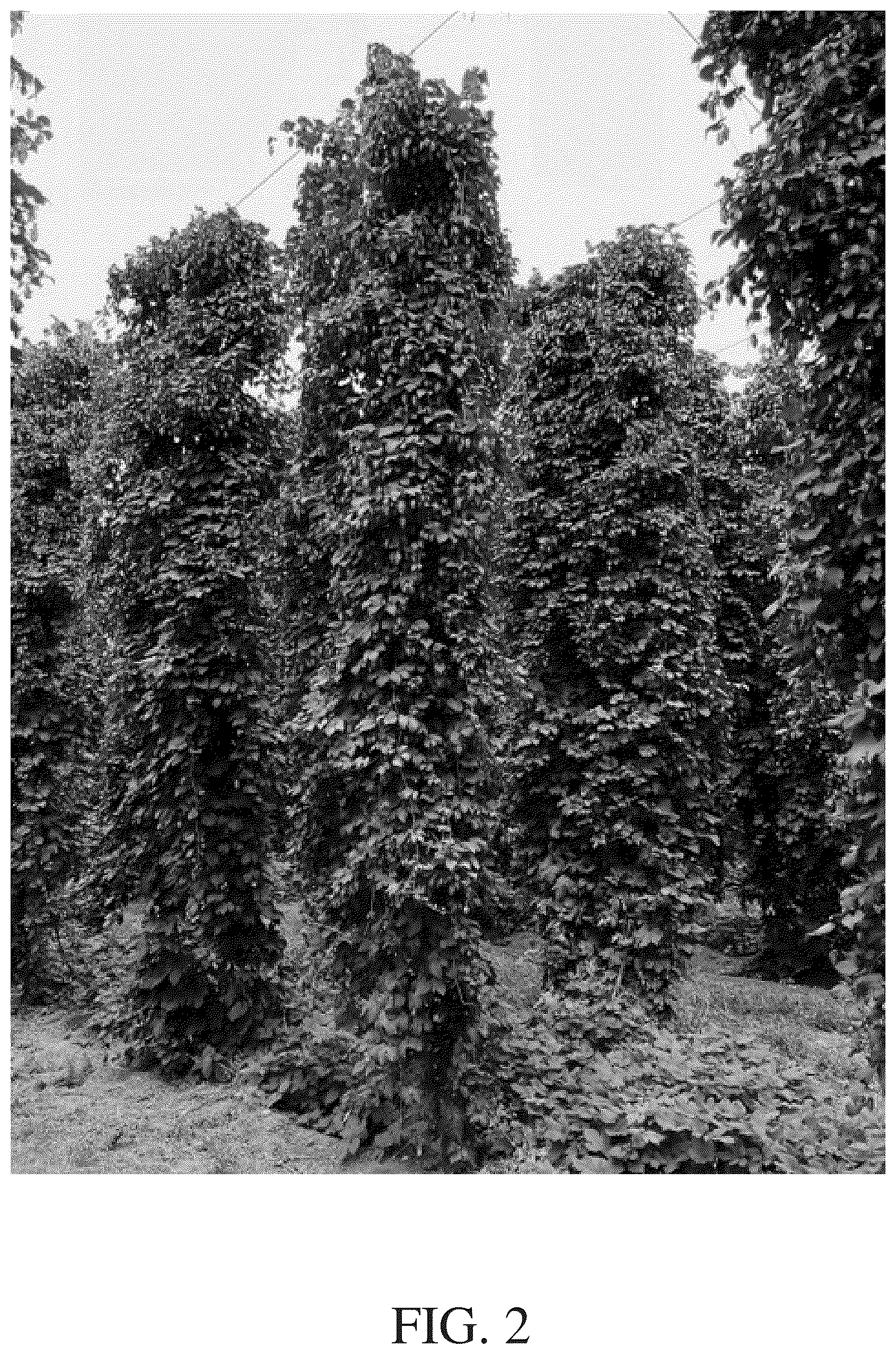 Patent USPP036249 Figure 2 – Hop plant named ‘HS15619’