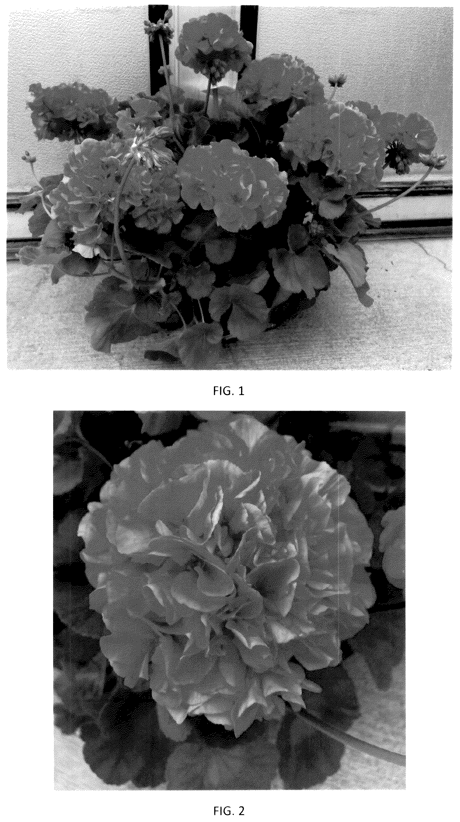 Patent USPP036250 Figure 1 – Pelargonium plant named ‘PEQZ0107’