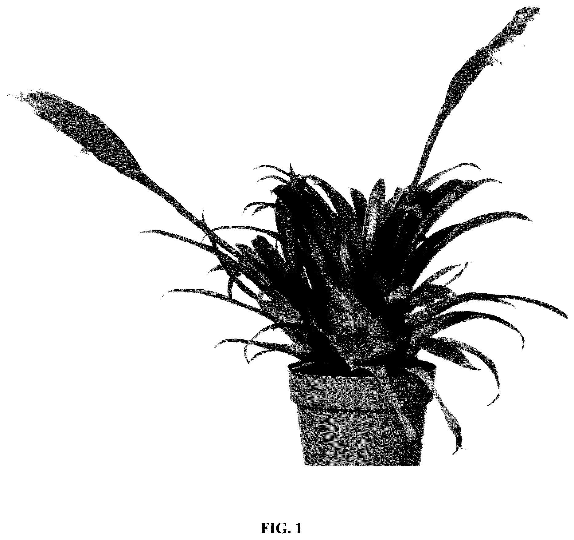 Patent USPP036251 — Vriesea plant named ‘Multred’ — Figure 1