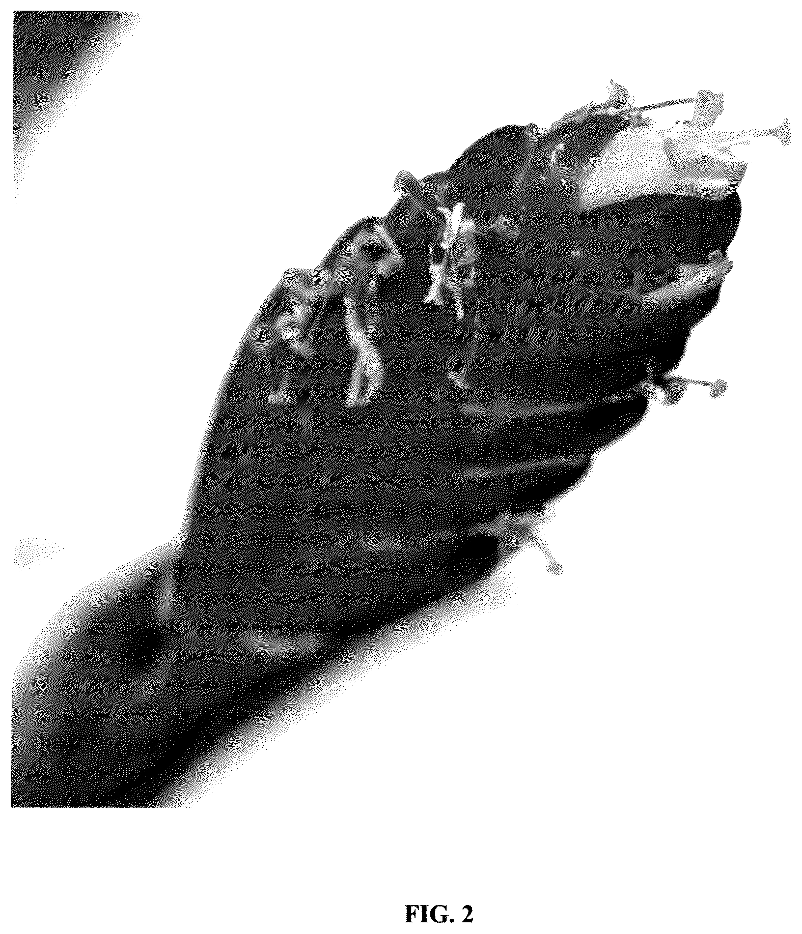 Patent USPP036251 Figure 2 – Vriesea plant named ‘Multred’
