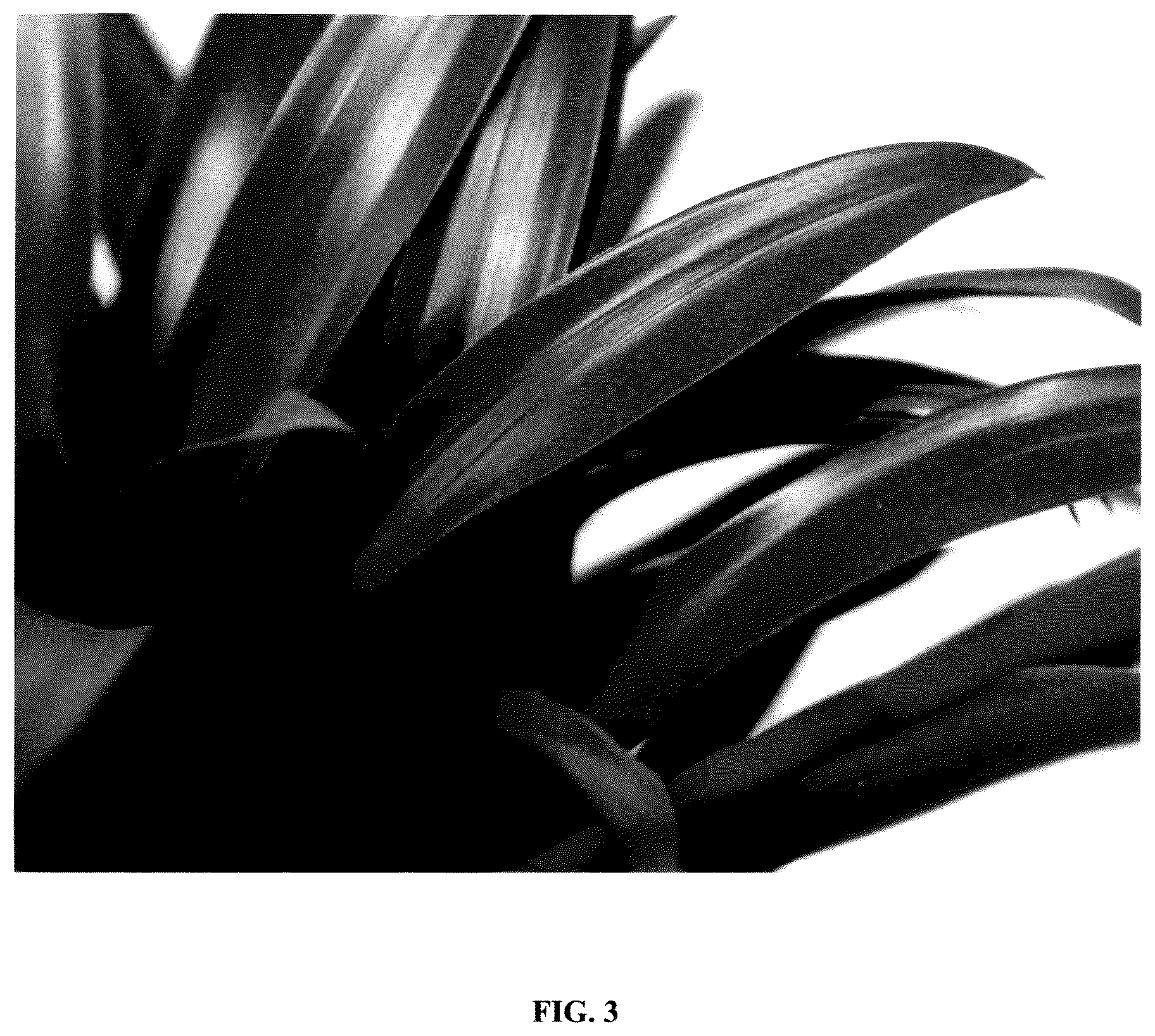Patent USPP036251 Figure 3 – Vriesea plant named ‘Multred’