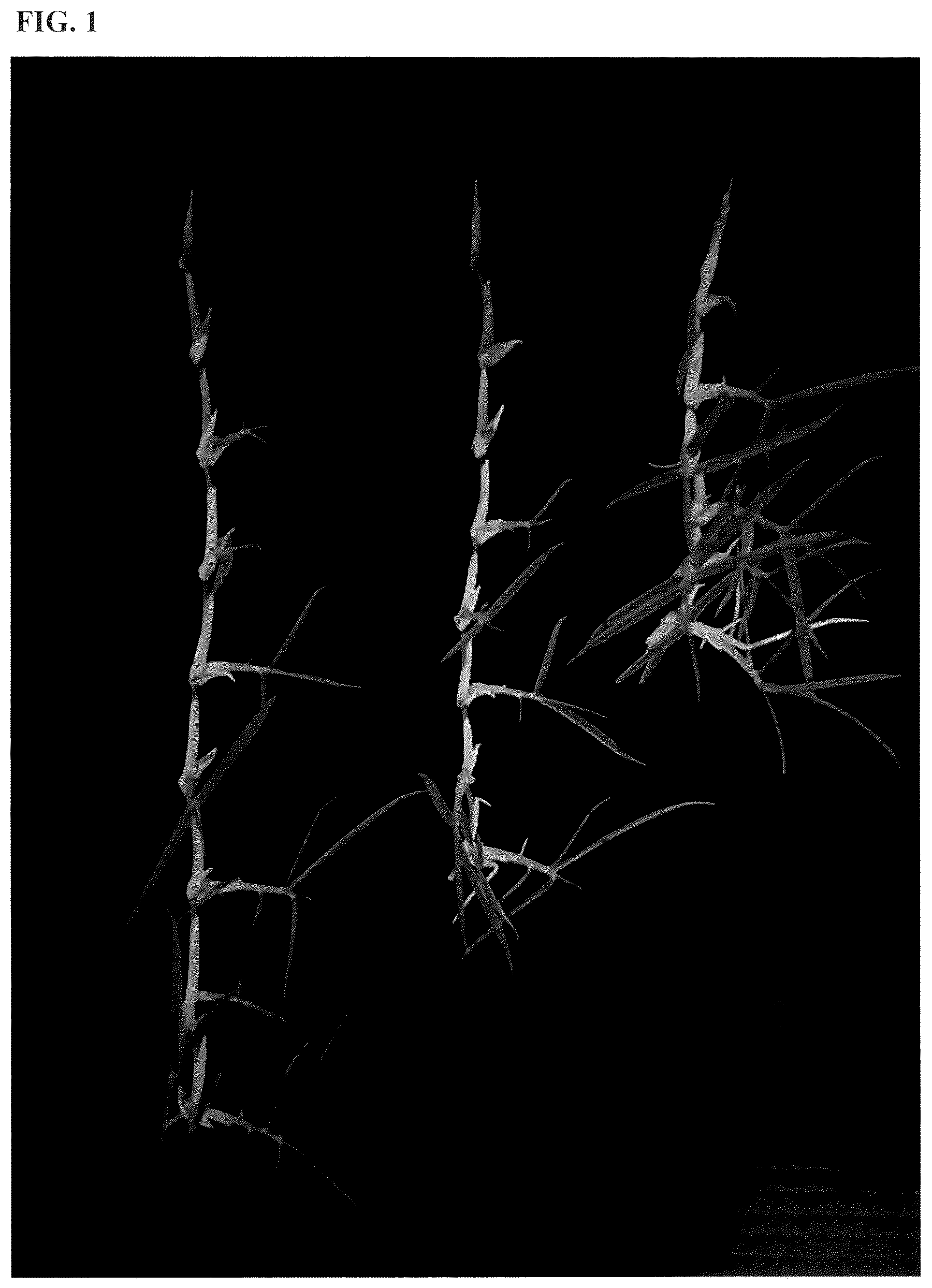 Patent USPP036252 Figure 1 – Zoysiagrass plant named ‘XZ 14069’