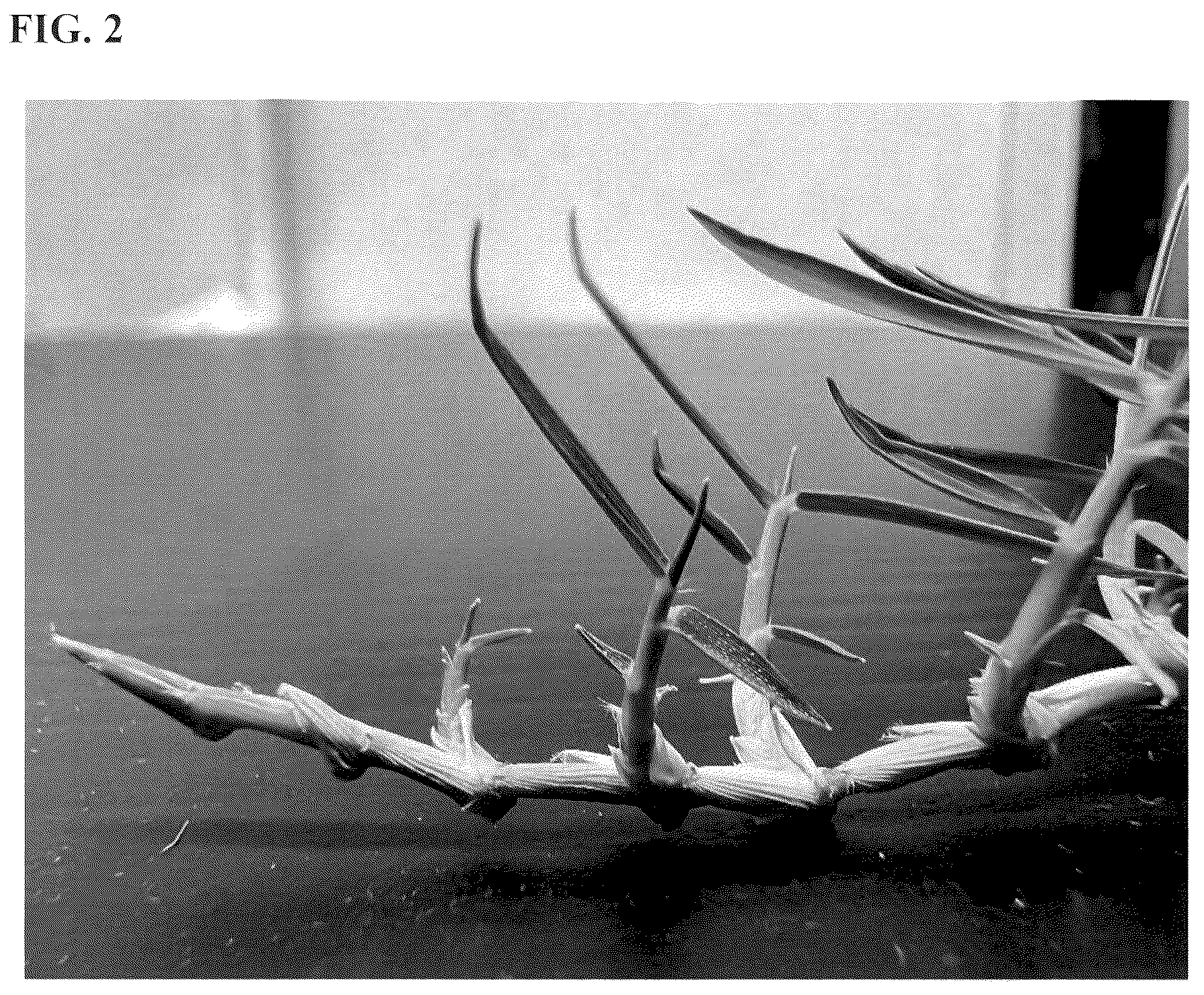 Patent USPP036252 Figure 2 – Zoysiagrass plant named ‘XZ 14069’