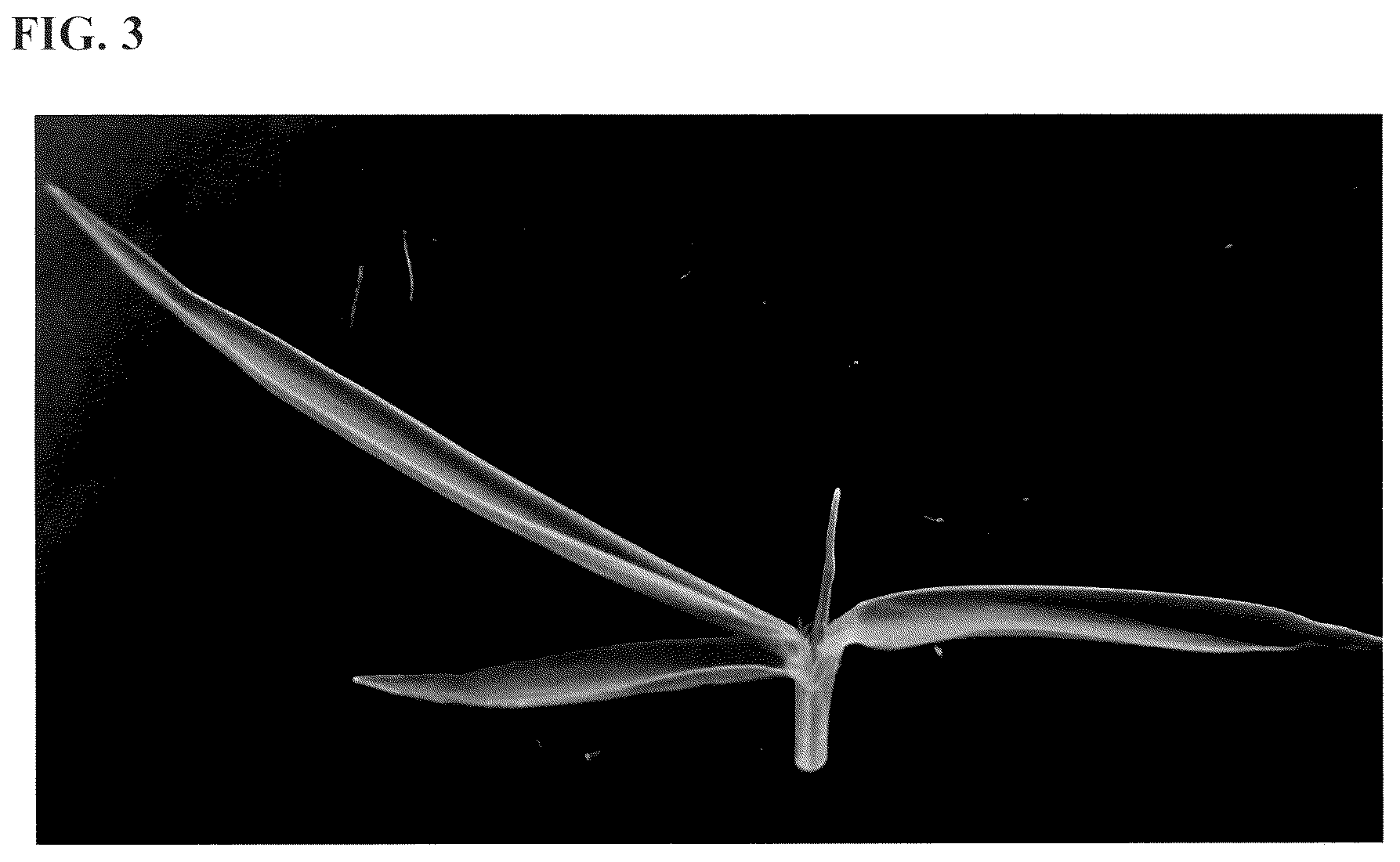 Patent USPP036252 Figure 3 – Zoysiagrass plant named ‘XZ 14069’