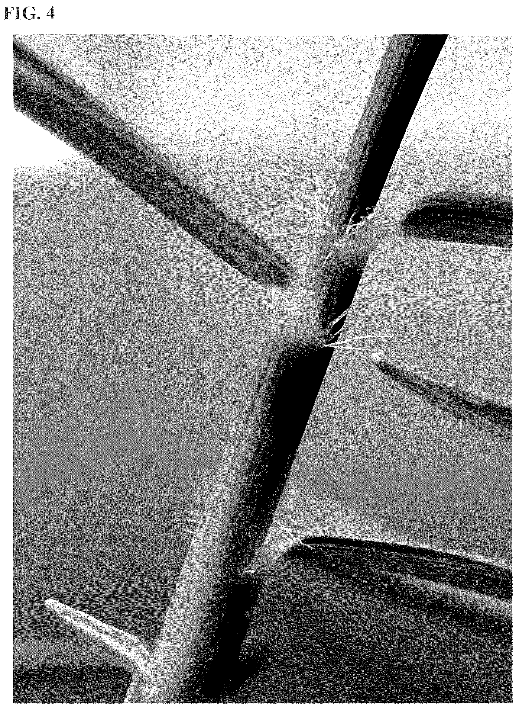 Patent USPP036252 Figure 4 – Zoysiagrass plant named ‘XZ 14069’