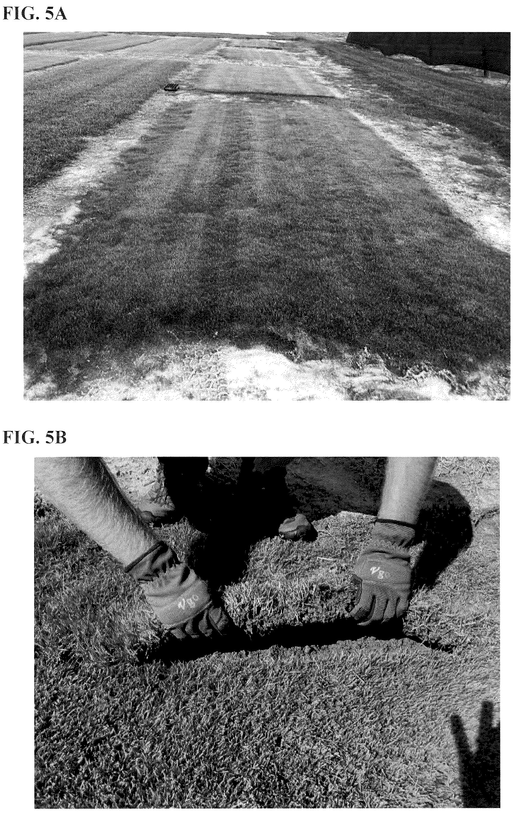Patent USPP036252 Figure 5 – Zoysiagrass plant named ‘XZ 14069’
