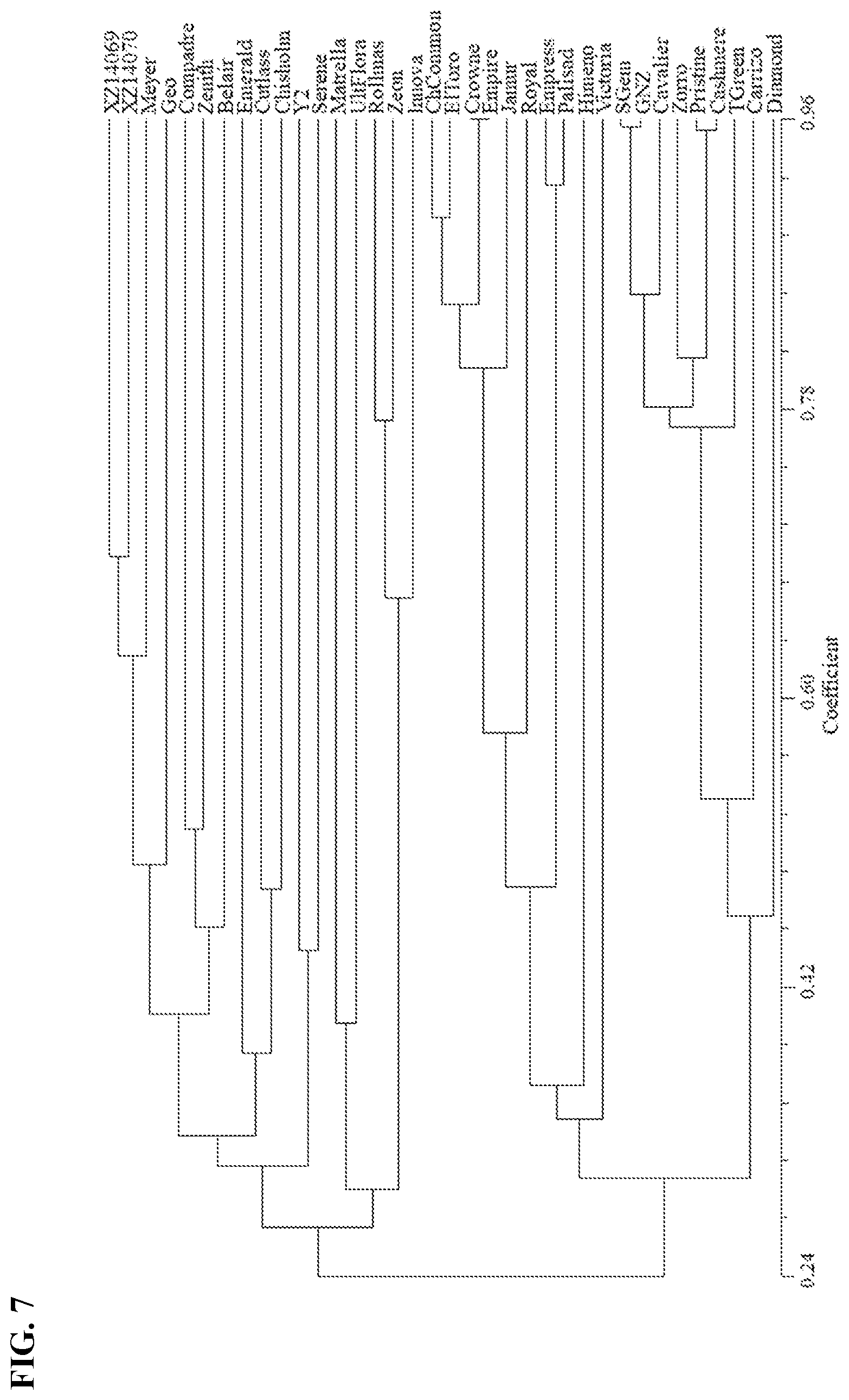 Patent USPP036252 Figure 7 – Zoysiagrass plant named ‘XZ 14069’
