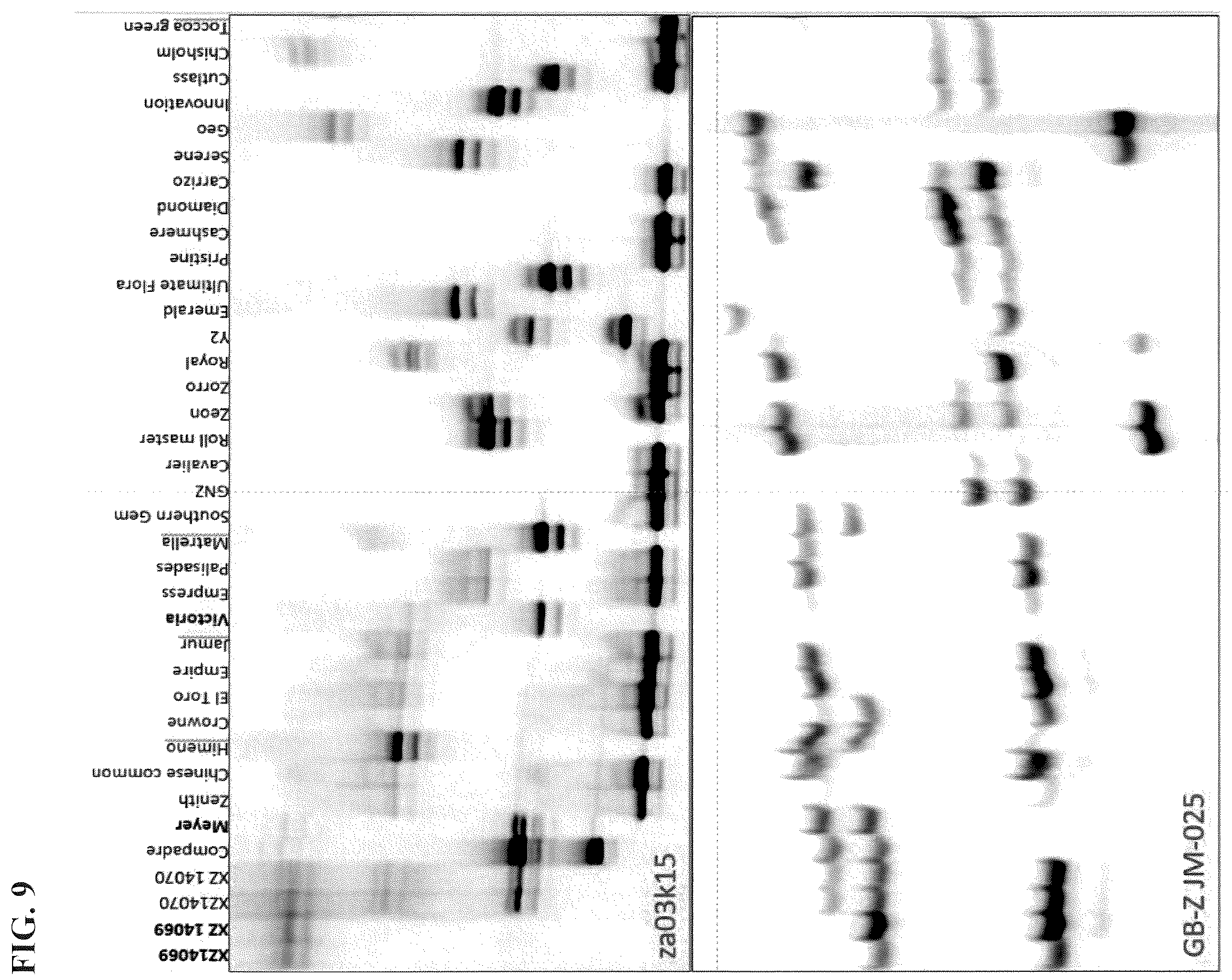 Patent USPP036252 Figure 10 – Zoysiagrass plant named ‘XZ 14069’
