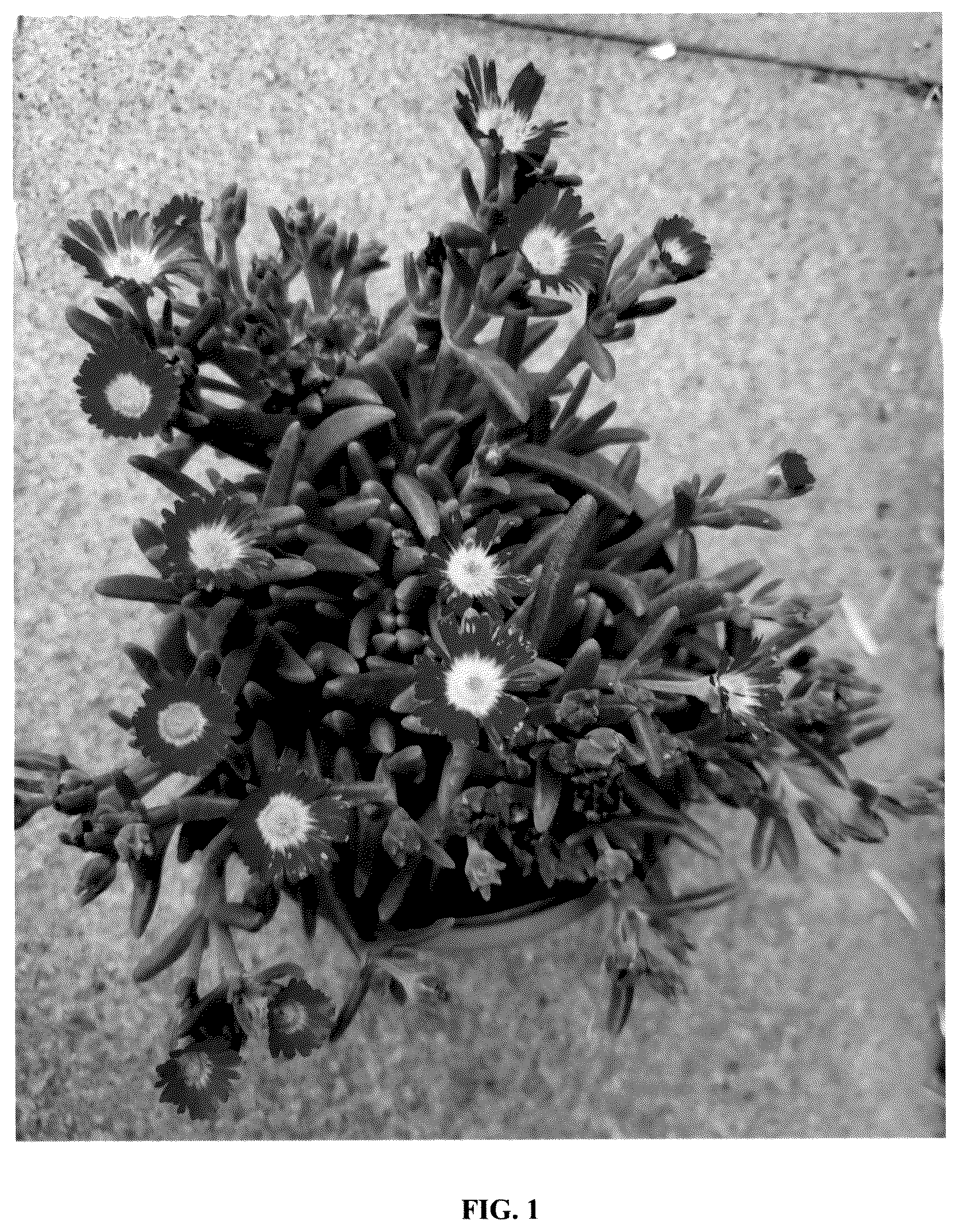 Patent USPP036253 Figure 1 – Delosperma plant named ‘S3ros’